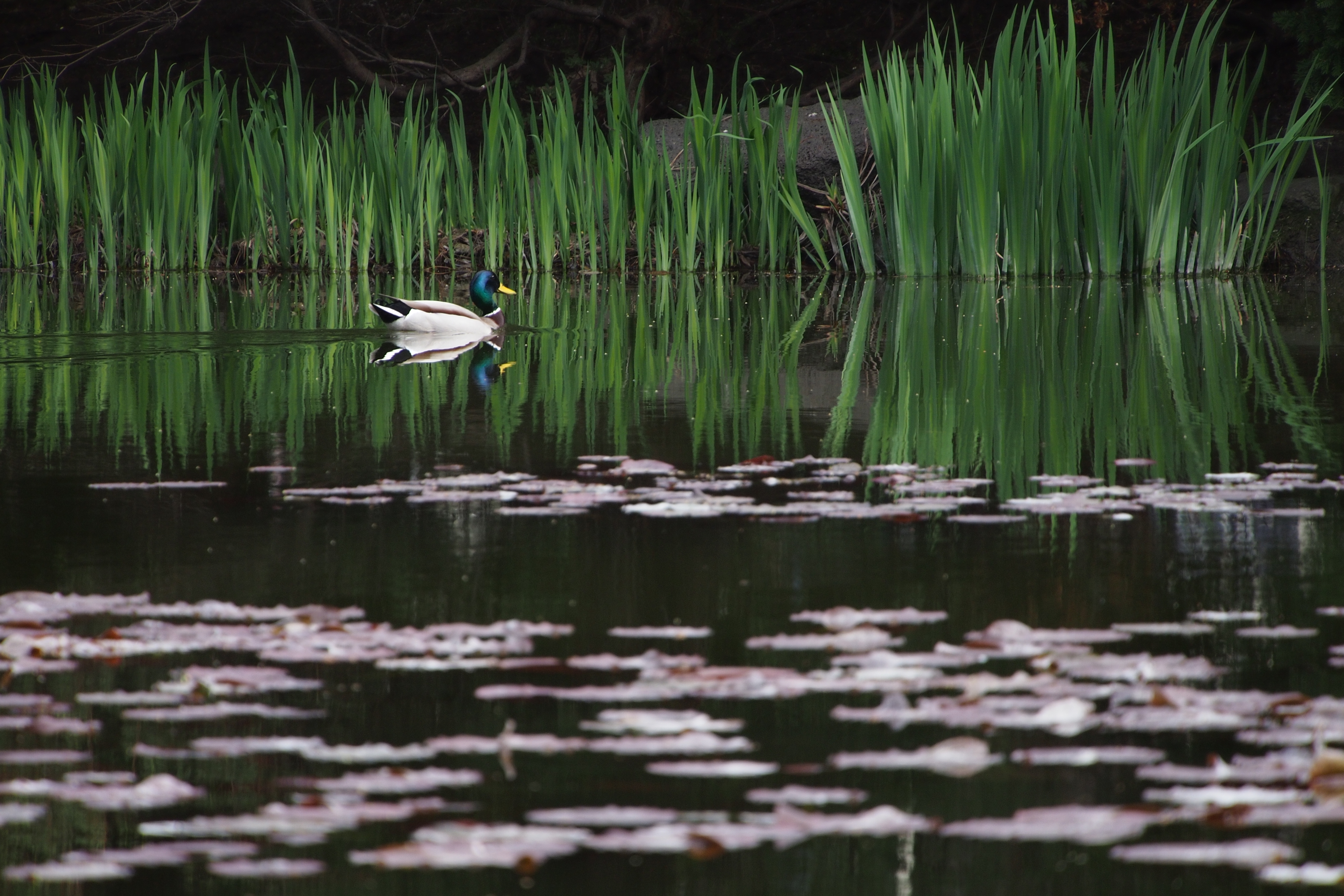 <b>E-P3 / LUMIX G X VARIO PZ 45-175mm F3.5-5.6 ASPH. POWER O.I.S. / 約6.8MB / 4,032×2,688 / 1/200秒 / F5.6 / -1EV / ISO200 / 絞り優先AE / WB：晴天 / 175mm</b>