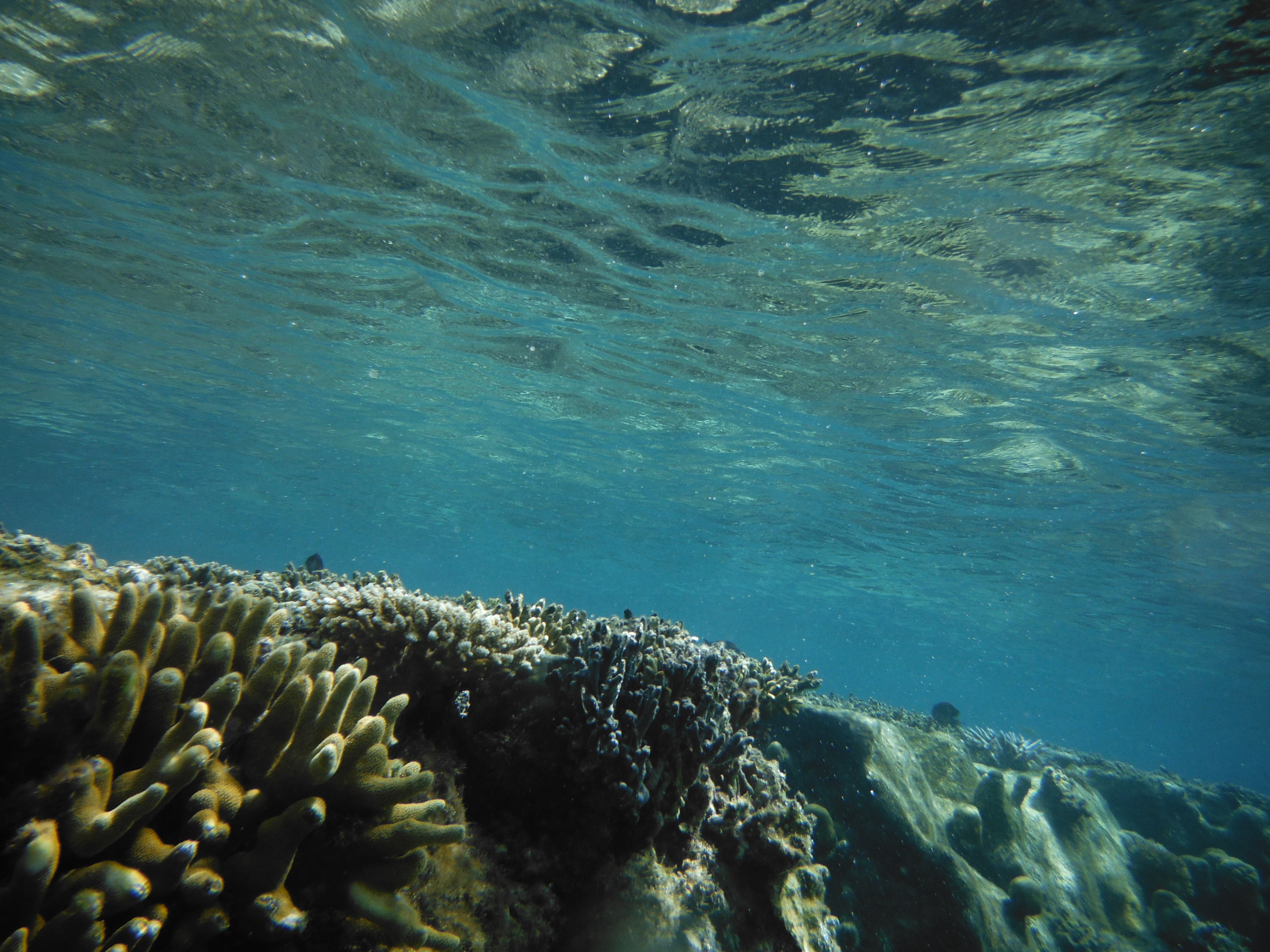 <b>FinePix XP150 / 撮影モード:水中 / 約5.7MB / 4,320×3,240 / 1/420秒 / F3.9 / 0.0EV / ISO100 / WB:オート / 5mm</b>