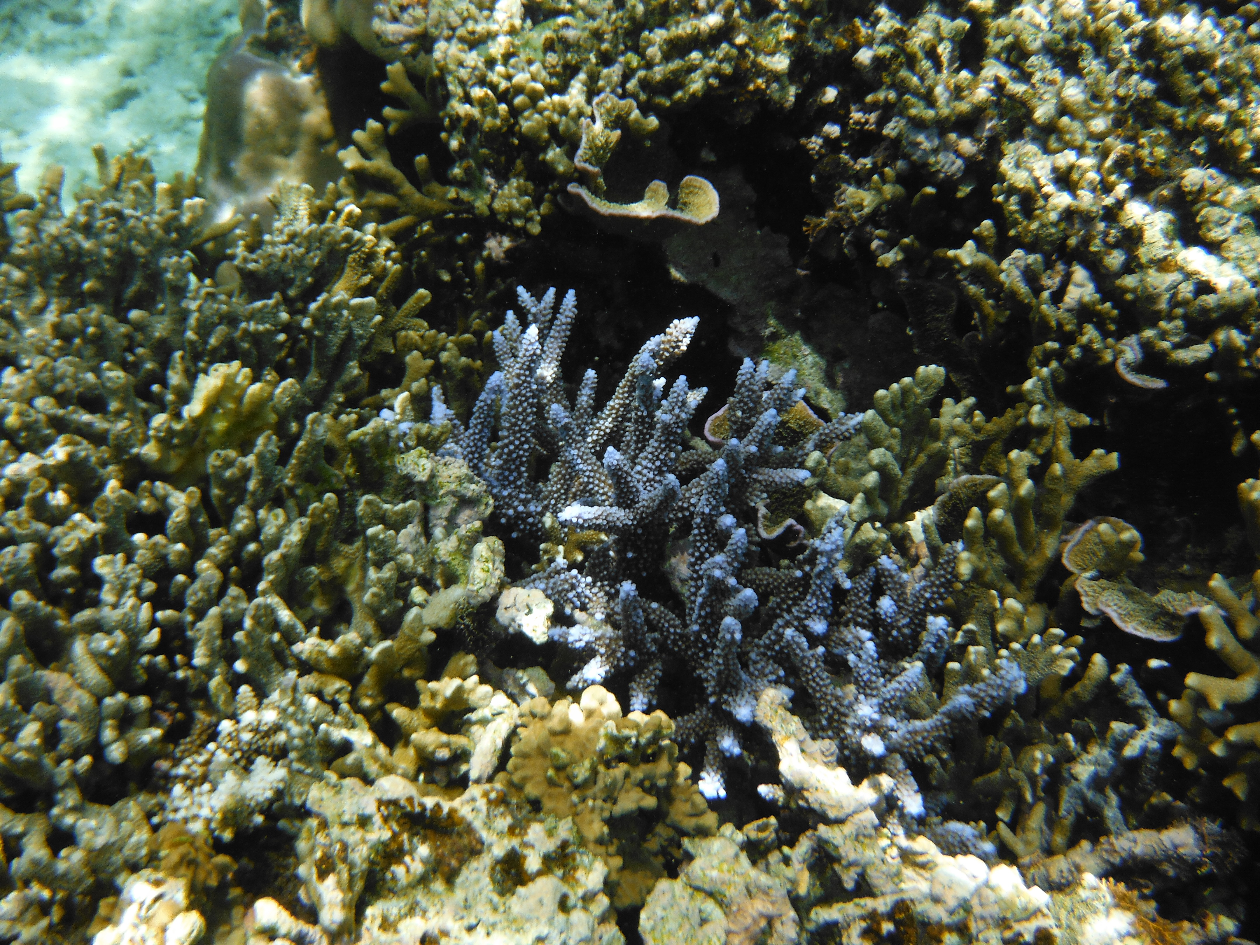 <b>FinePix XP50 / 撮影モード:水中 / 約3.2MB / 4,320×3,240 / 1/420秒 / F4.3 / 0.0EV / ISO100 / WB:オート / 6.9mm</b>