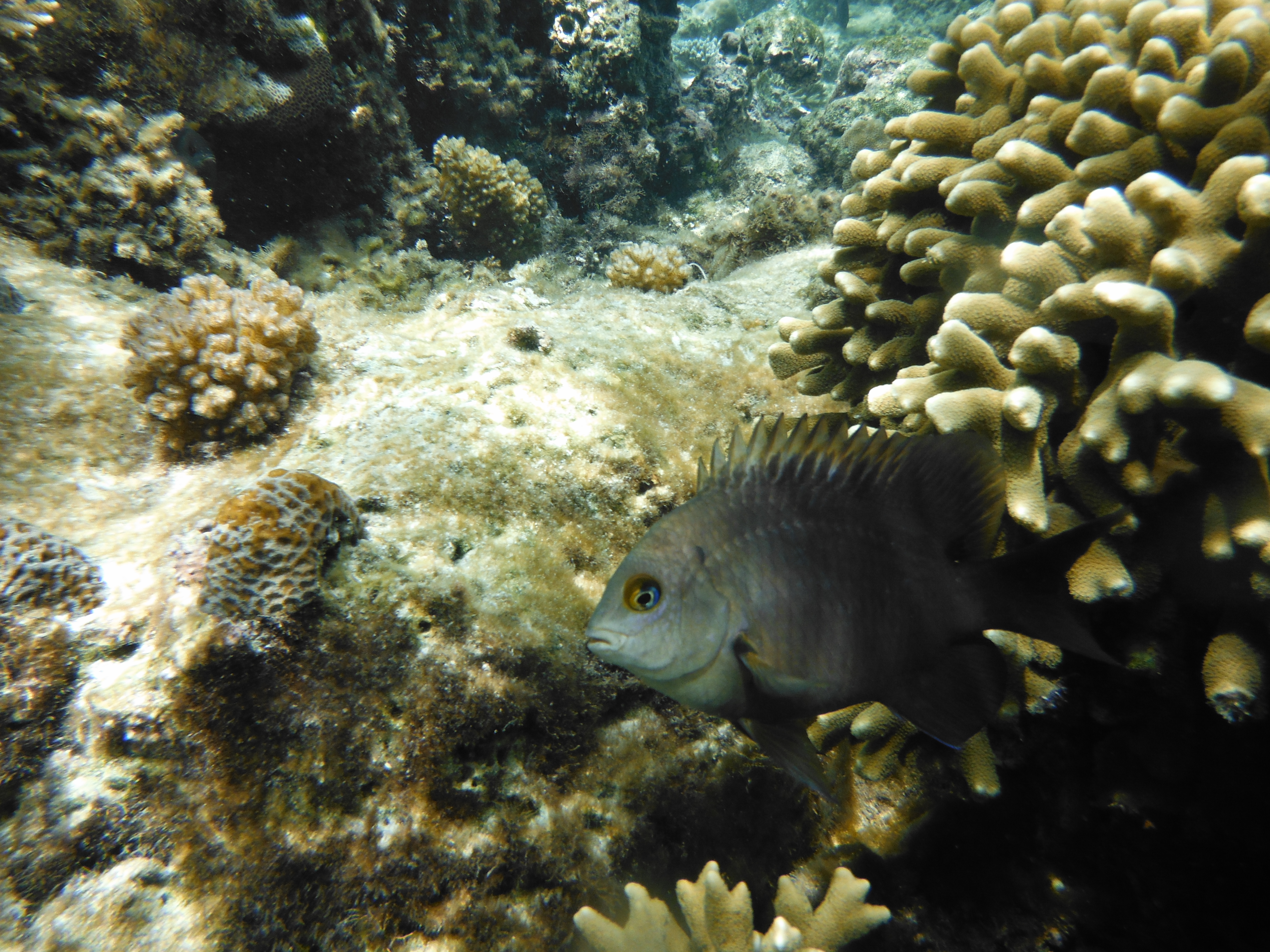 <b>FinePix XP150 / 撮影モード:水中 / 約5.8MB / 4,320×3,240 / 1/250秒 / F3.9 / 0.0EV / ISO100 / WB:オート / 5mm</b>