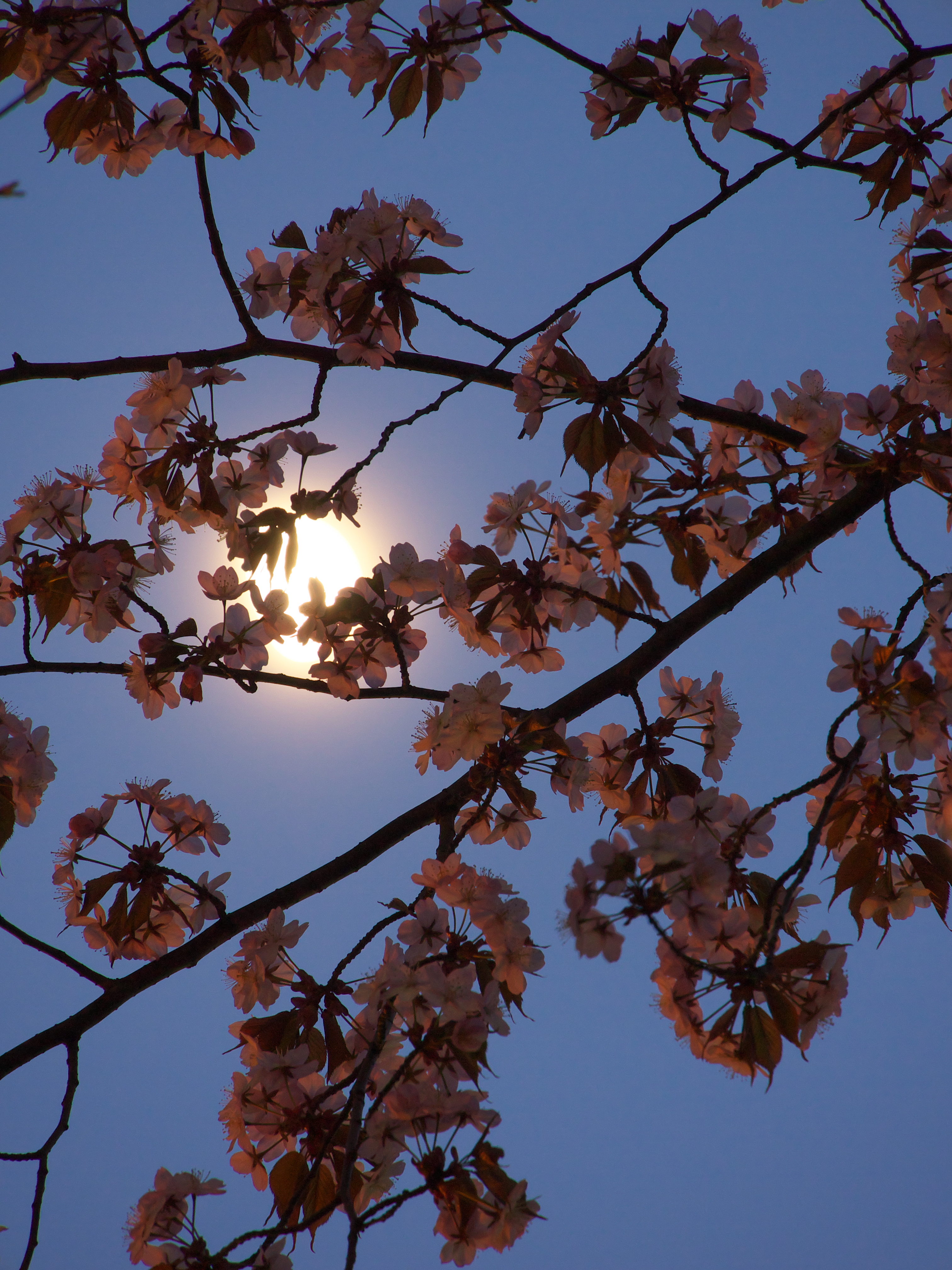 <b>ホワイトバランスを「昼光（日出前・日没後）」で現像した画像</b>