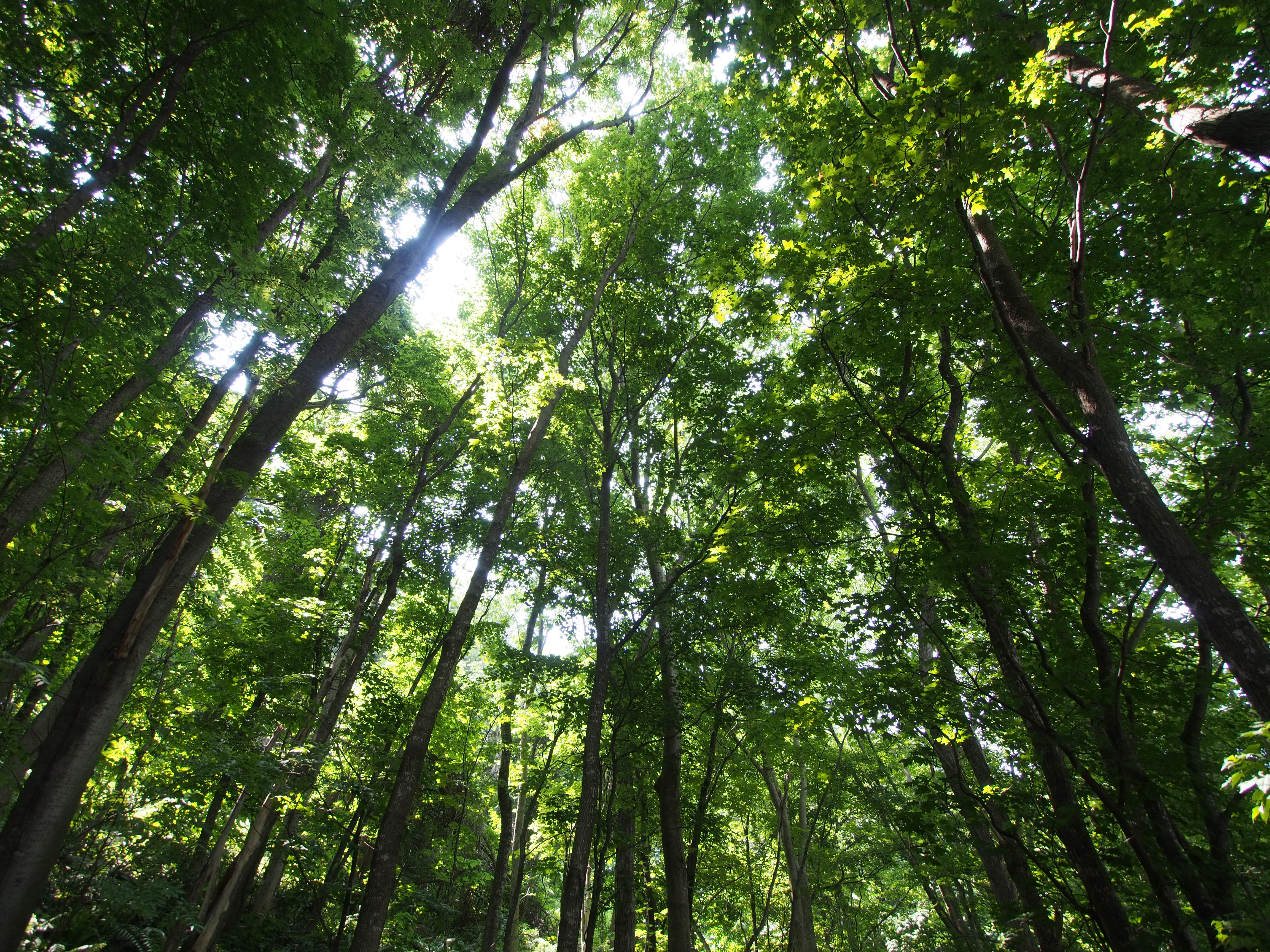 <b>オリジナルのJPEG画像。こちらも倍率色収差の補正はなされているようだ。E-M5（以下同）</b>