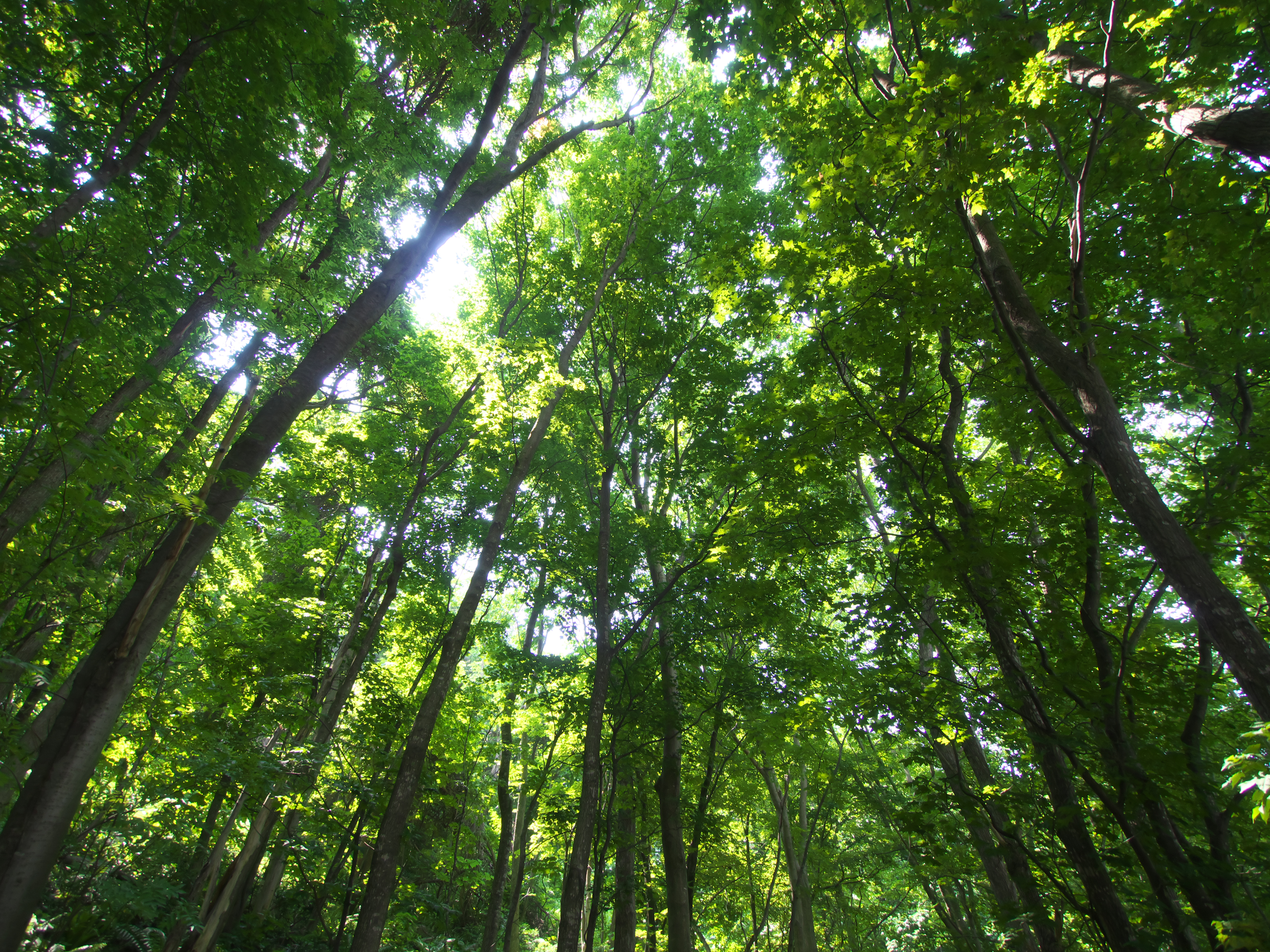 <b>無調整で現像した画像。オリジナルのJPEG画像に比べると、倍率色収差は大きめだ</b>