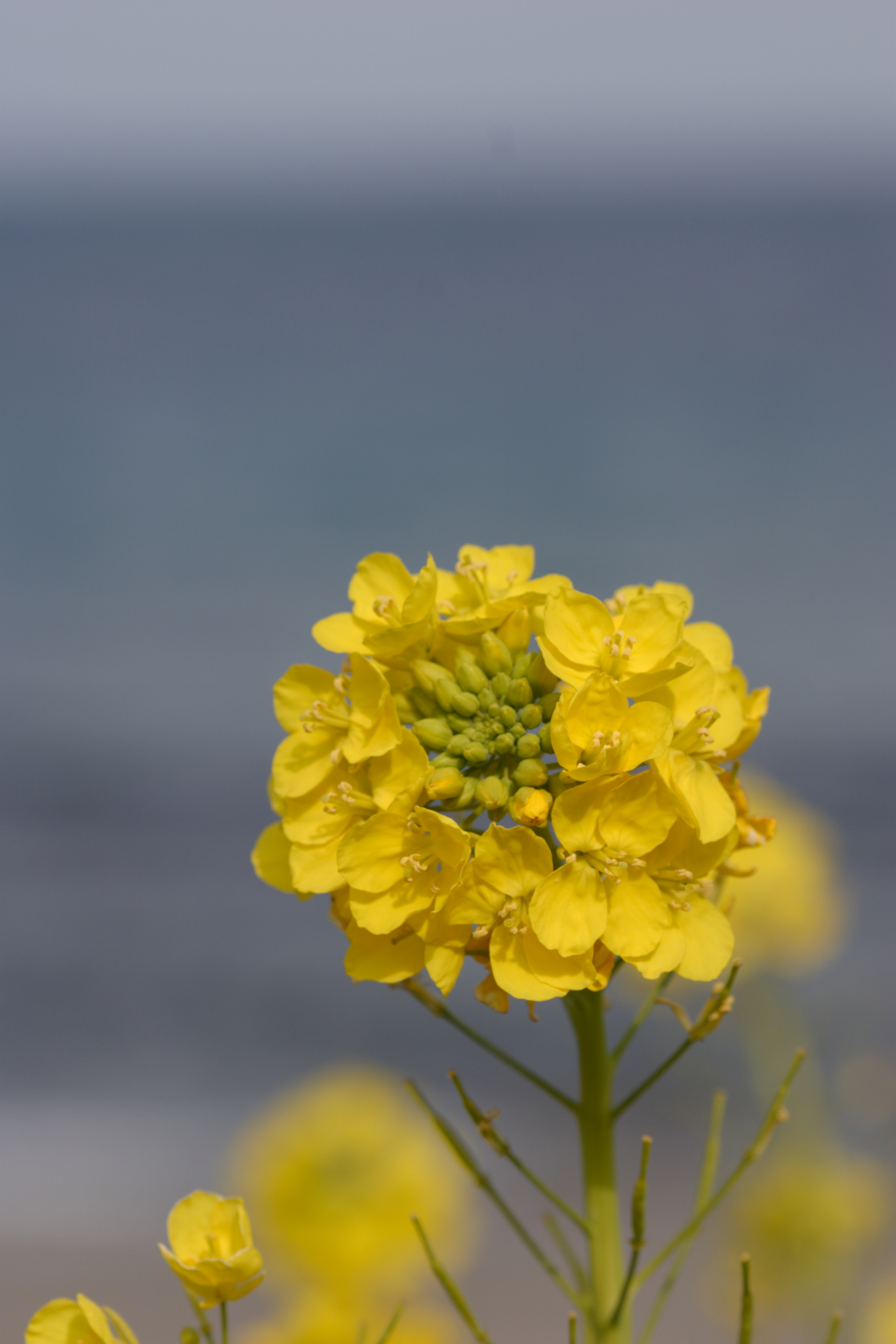 <b>Digital Photo Professionalで現像した画像。EOS 10D</b>