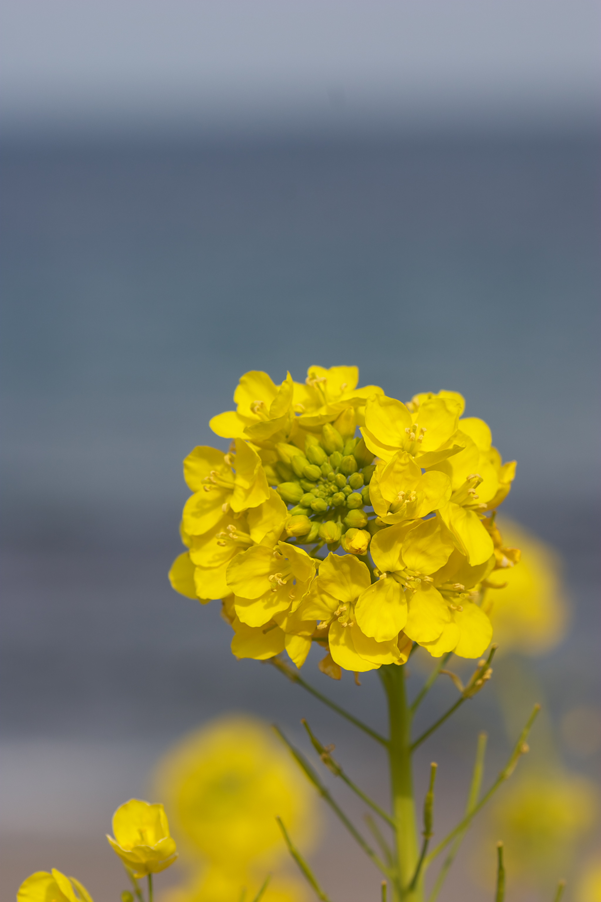 <b>無調整で現像</b>