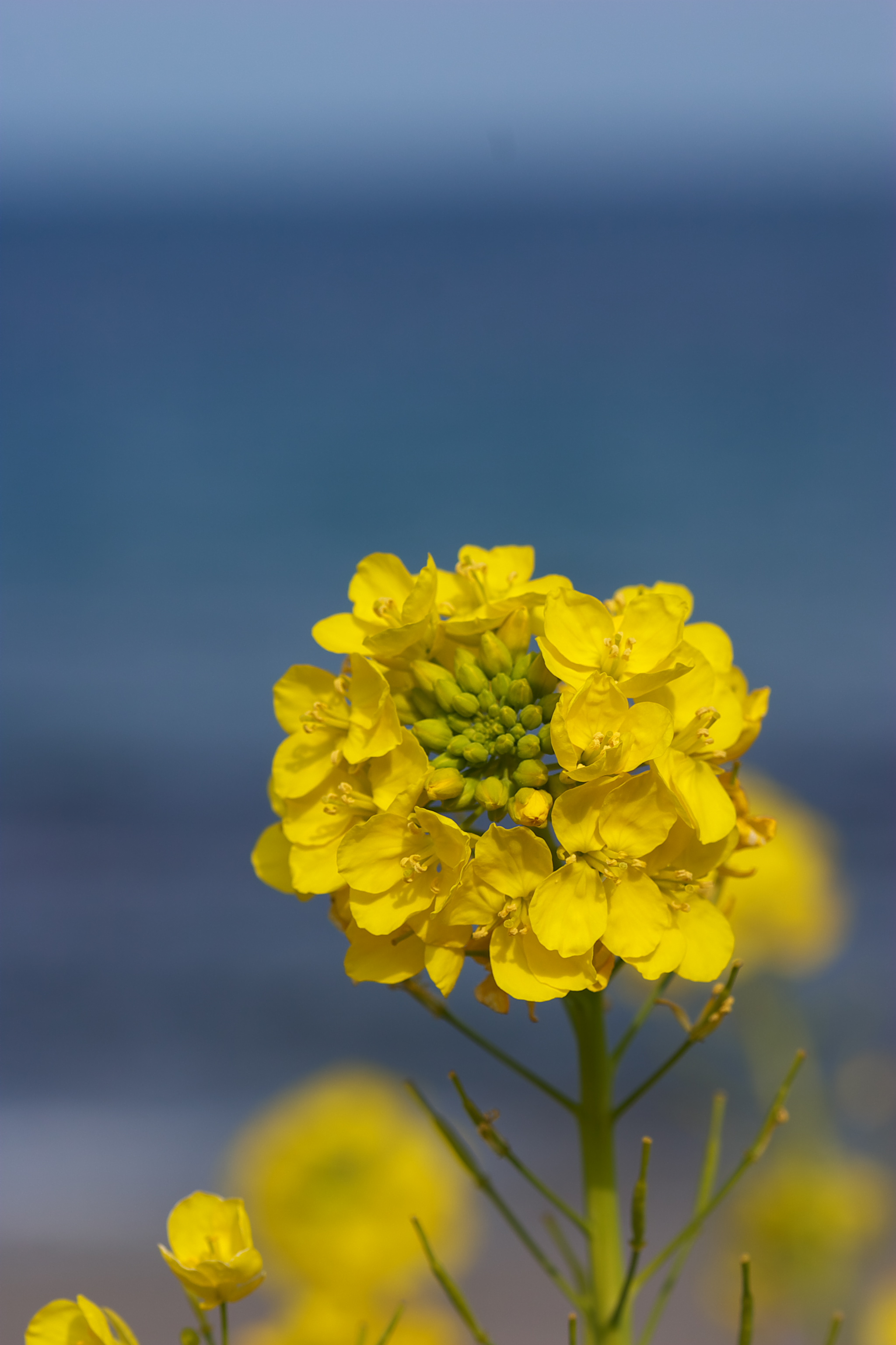 <b>「ファインカラーコントローラ」で青色成分だけ彩度を「33.5」にアップ</b>