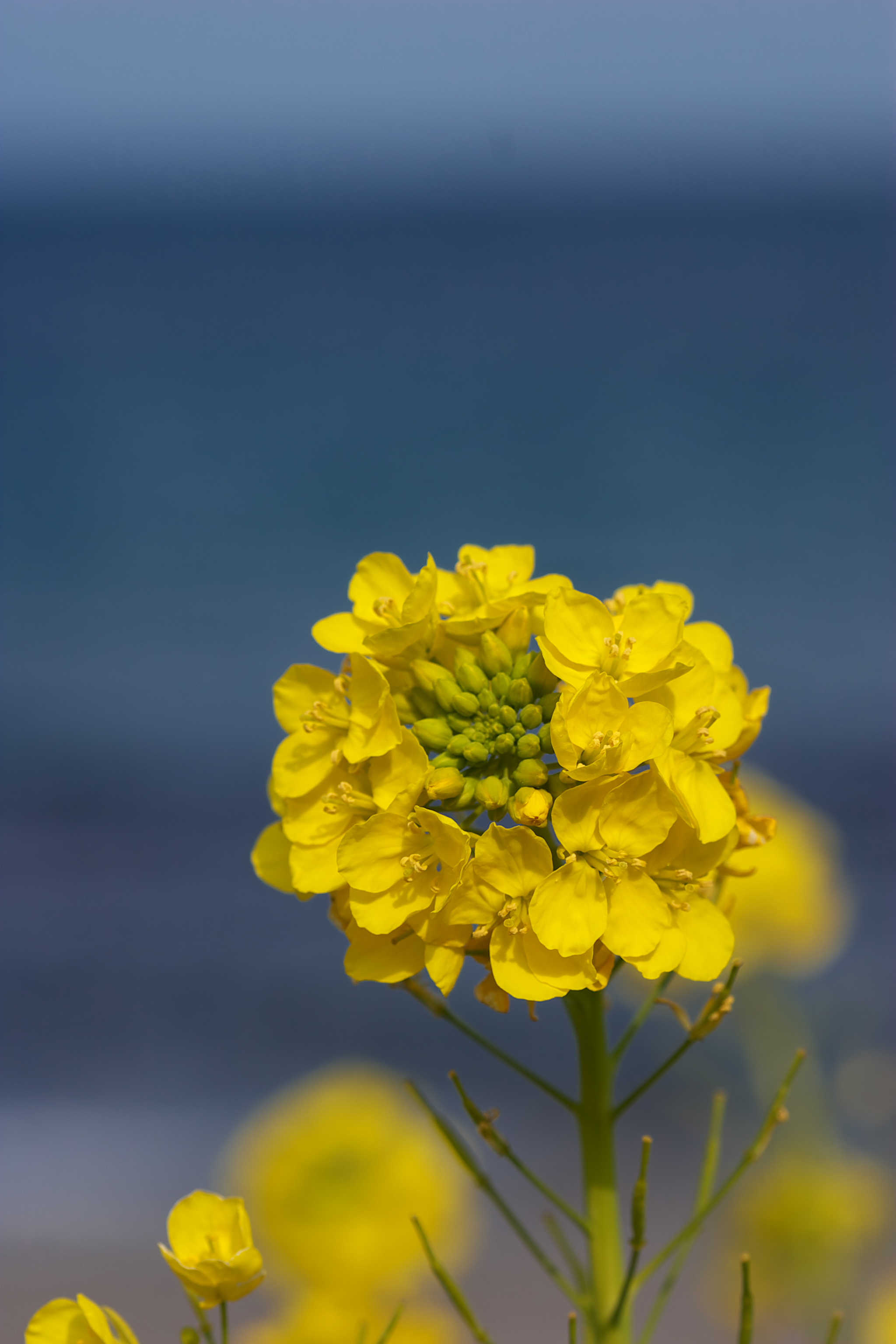 <b>さらに青色成分の「明度」を「-25.8」に下げて現像</b>