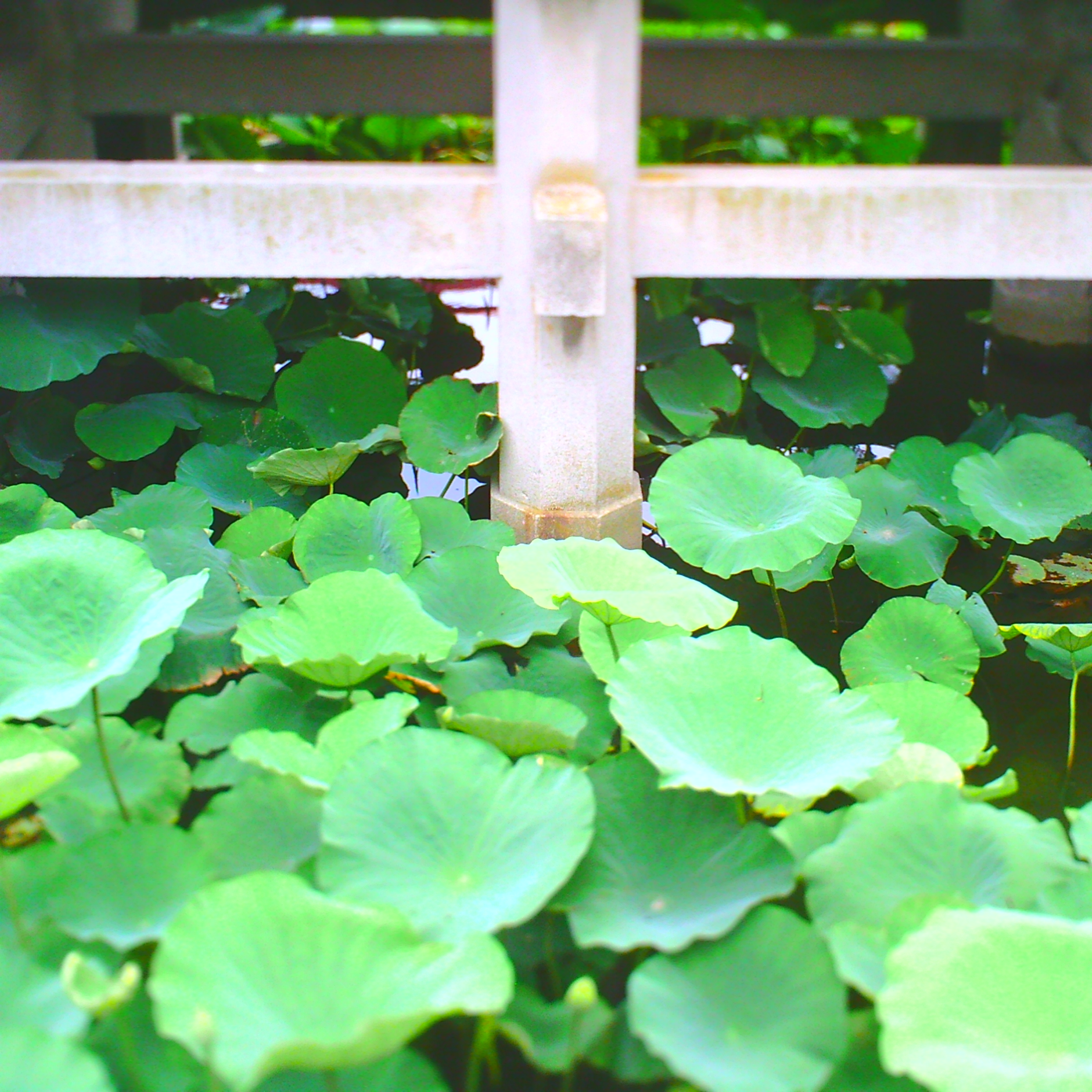 <b>カラーモード：VIVID / AMPEL / 約1.9MB / 2,240×2,240 / 1/121秒 / F2.8 / 0EV / ISO100 / チルトレンズ</b>