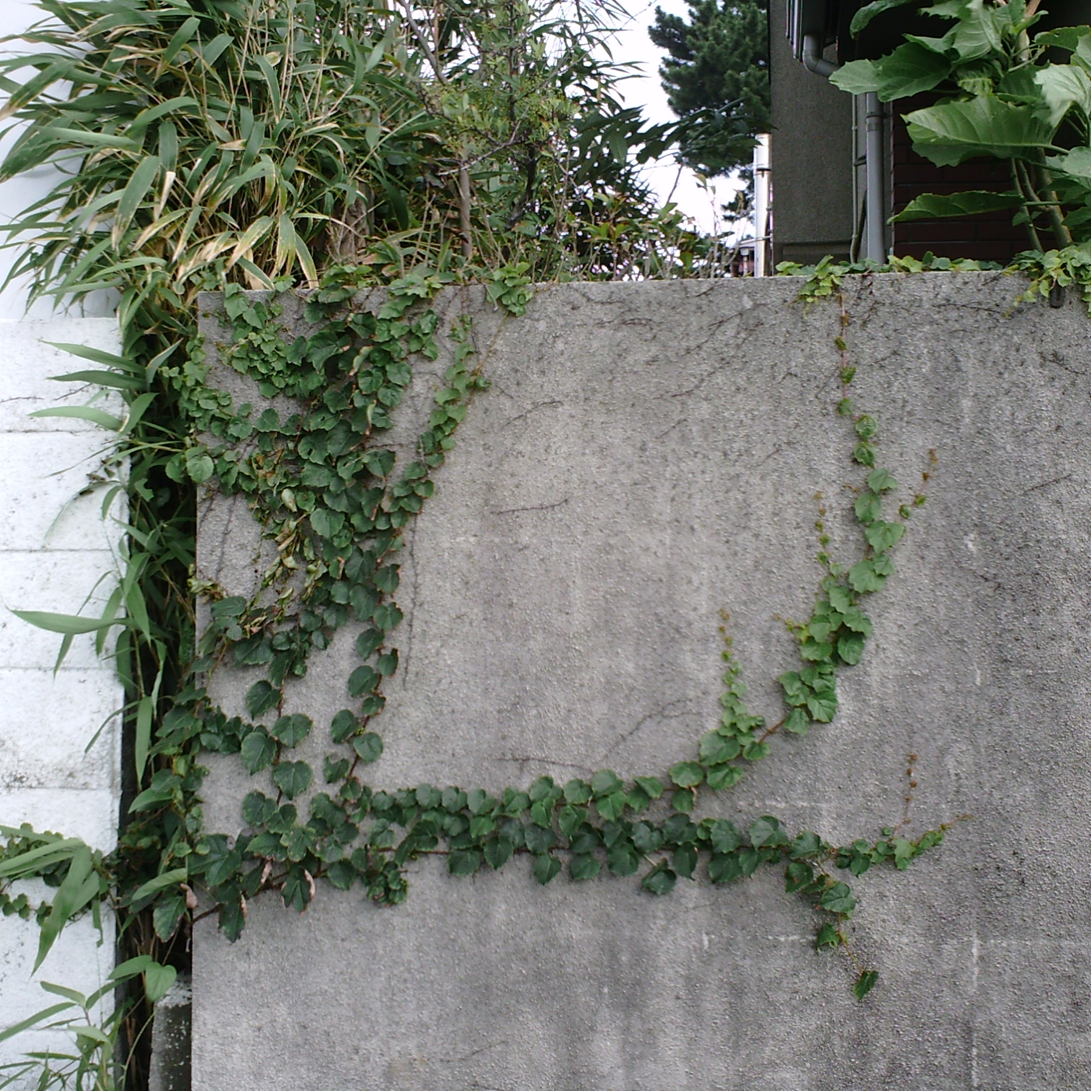 <b>カラーモード：STANDARD / AMPEL / 約2.6MB / 2,240×2,240 / 1/187秒 / F2.8 / 0EV / ISO100 / スタンダードレンズ</b>