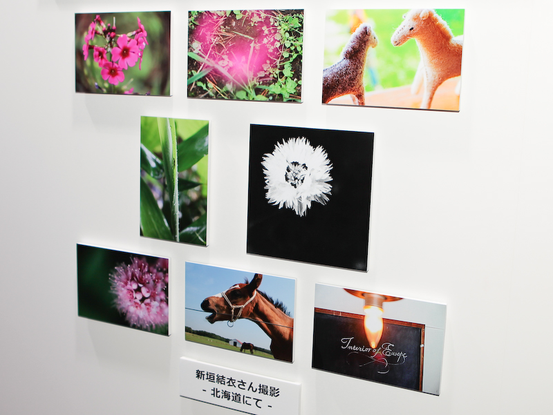 <b>新垣結衣さんが撮影した作品。中段左の作品が一番のお気に入りという。「虫を接写して、初めて虫をかわいいと思いました」と楽しそうだった</b>