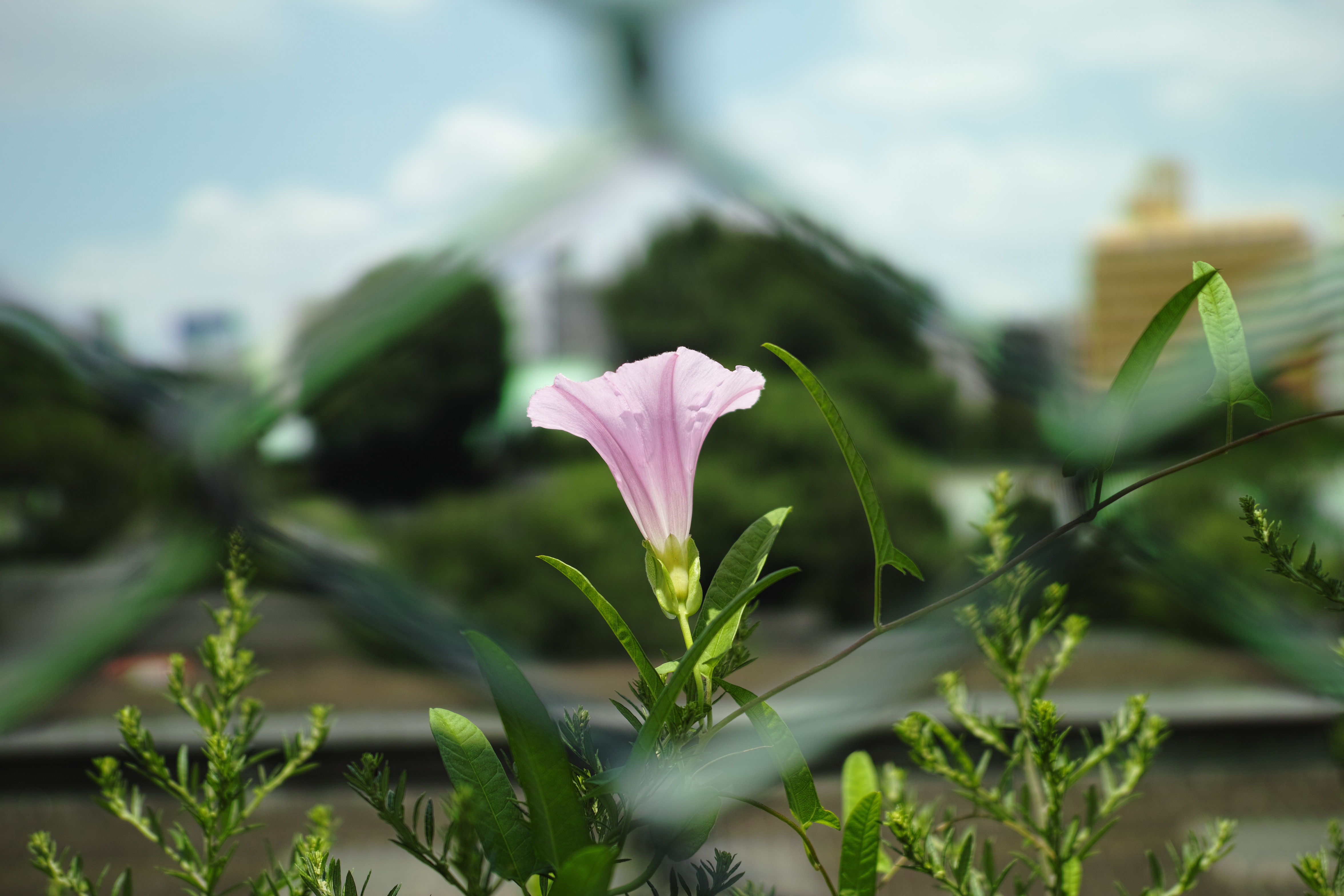 <b>DP2 Merrill / RAWからJPEGに現像 / 約2.5MB / 4,704×3,136 / 1/1,250秒 / F2.8 / -0.3EV / ISO100 / WB:オート</b>