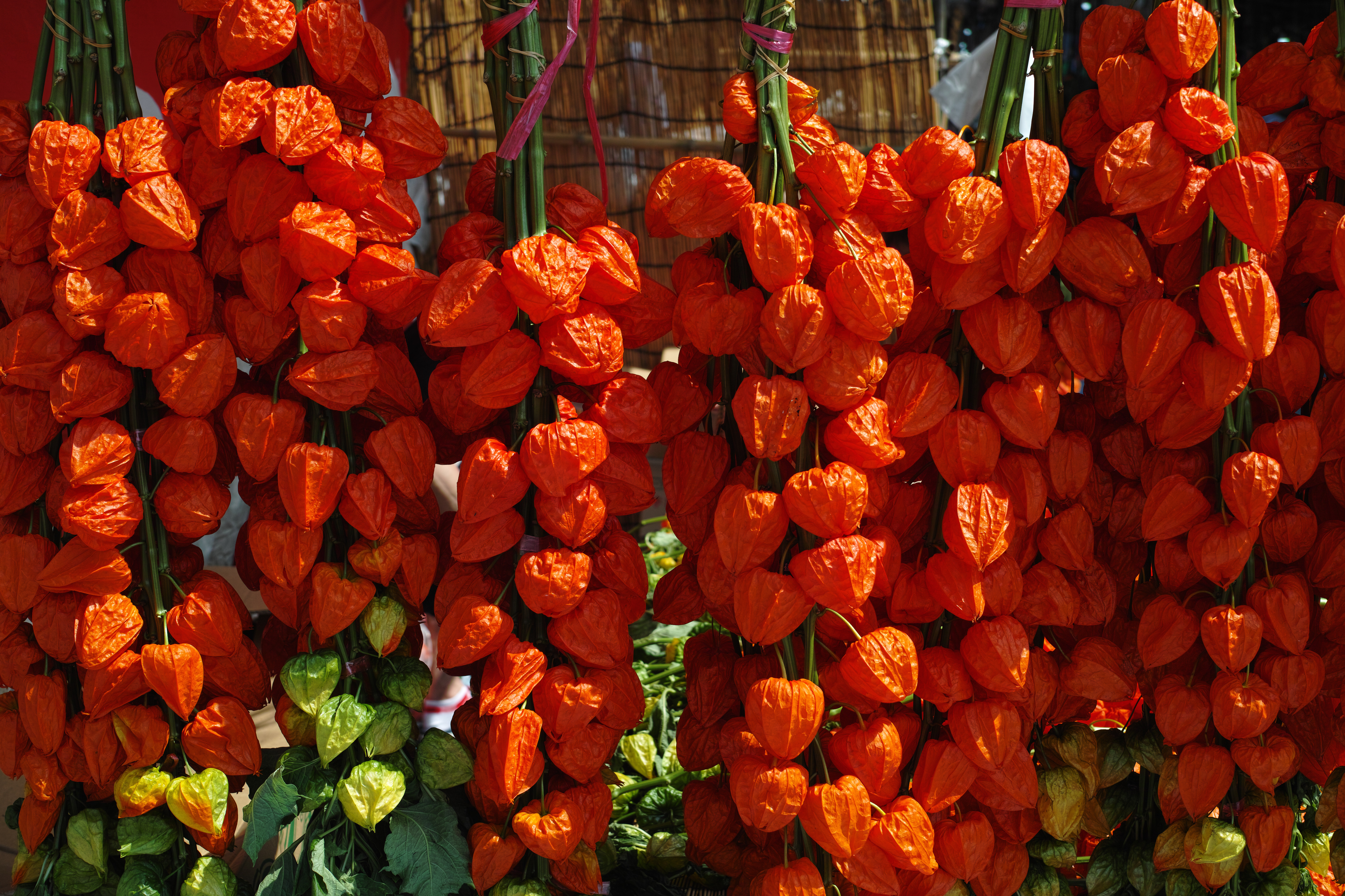 <b>DP2 Merrill / RAWからJPEGに現像 / 約5.7MB / 4,704×3,136 / 1/800秒 / F4 / 0.0EV / ISO100 / WB:オート</b>