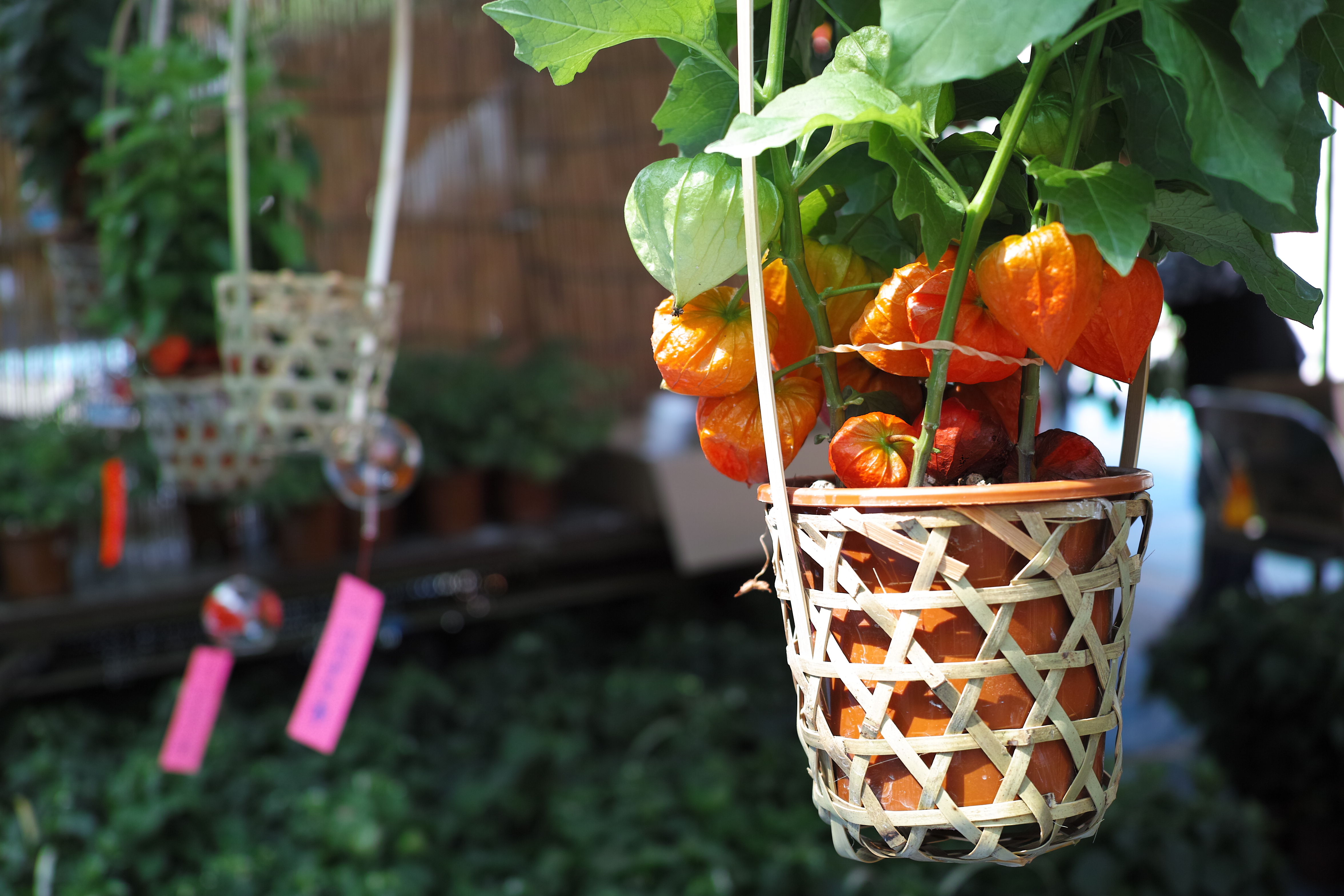 <b>DP2 Merrill / JPEG / 約7.3MB / 4,704×3,136 / 1/200秒 / F2.8 / 0.0EV / ISO100 / WB:オート</b>