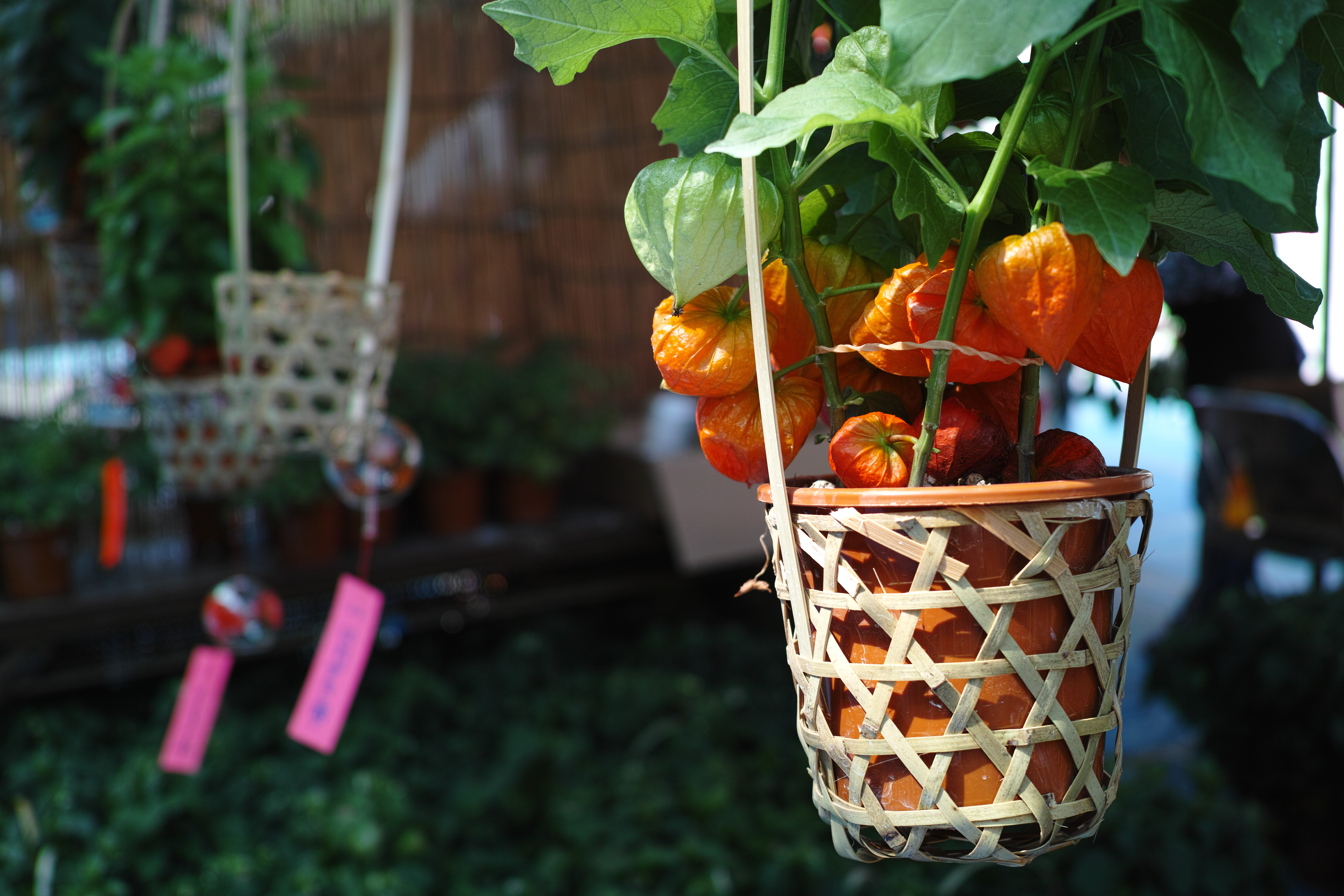 <b>DP2 Merrill / RAWからJPEGに現像 / 約3.3MB / 4,704×3,136 / 1/200秒 / F2.8 / 0.0EV / ISO100 / WB:オート</b>