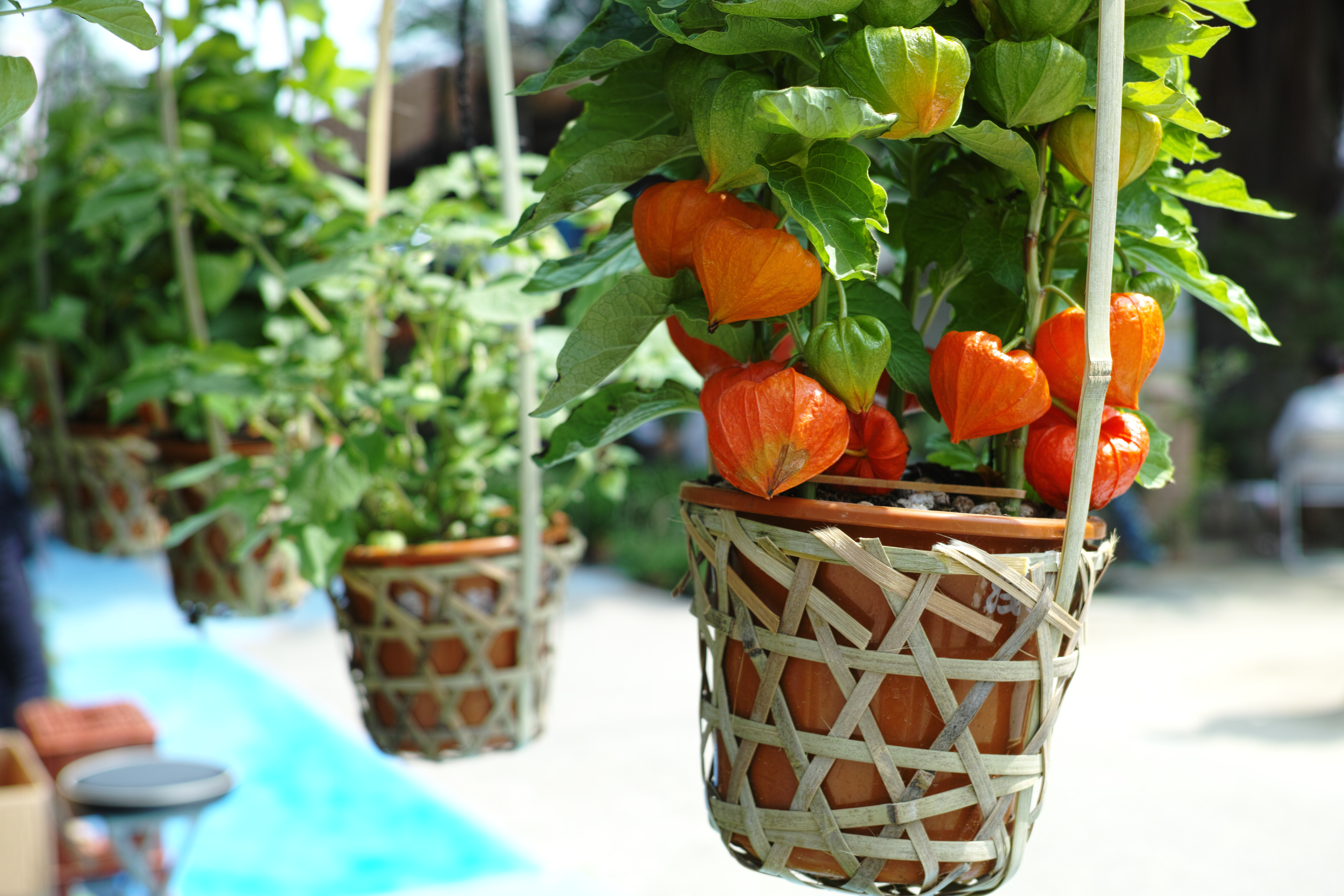 <b>DP2 Merrill / RAWからJPEGに現像 / 約3.2MB / 4,704×3,136 / 1/200秒 / F4 / +0.7EV / ISO100 / WB:オート</b>