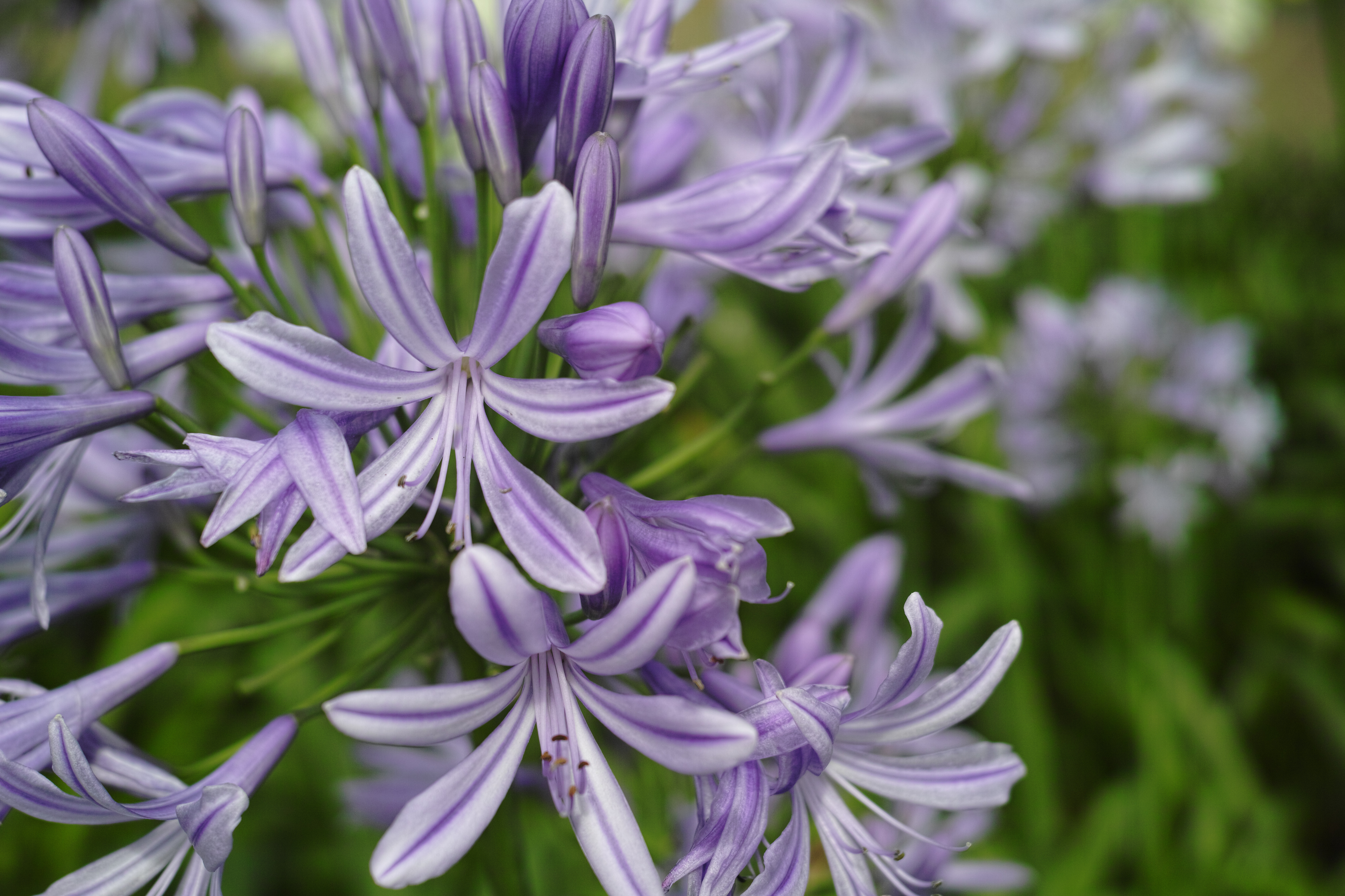 <b>DP2 Merrill / RAWからJPEGに現像 / 約3.7MB / 4,704×3,136 / 1/1,000秒 / F4 / 0.0EV / ISO200 / WB:オート</b>