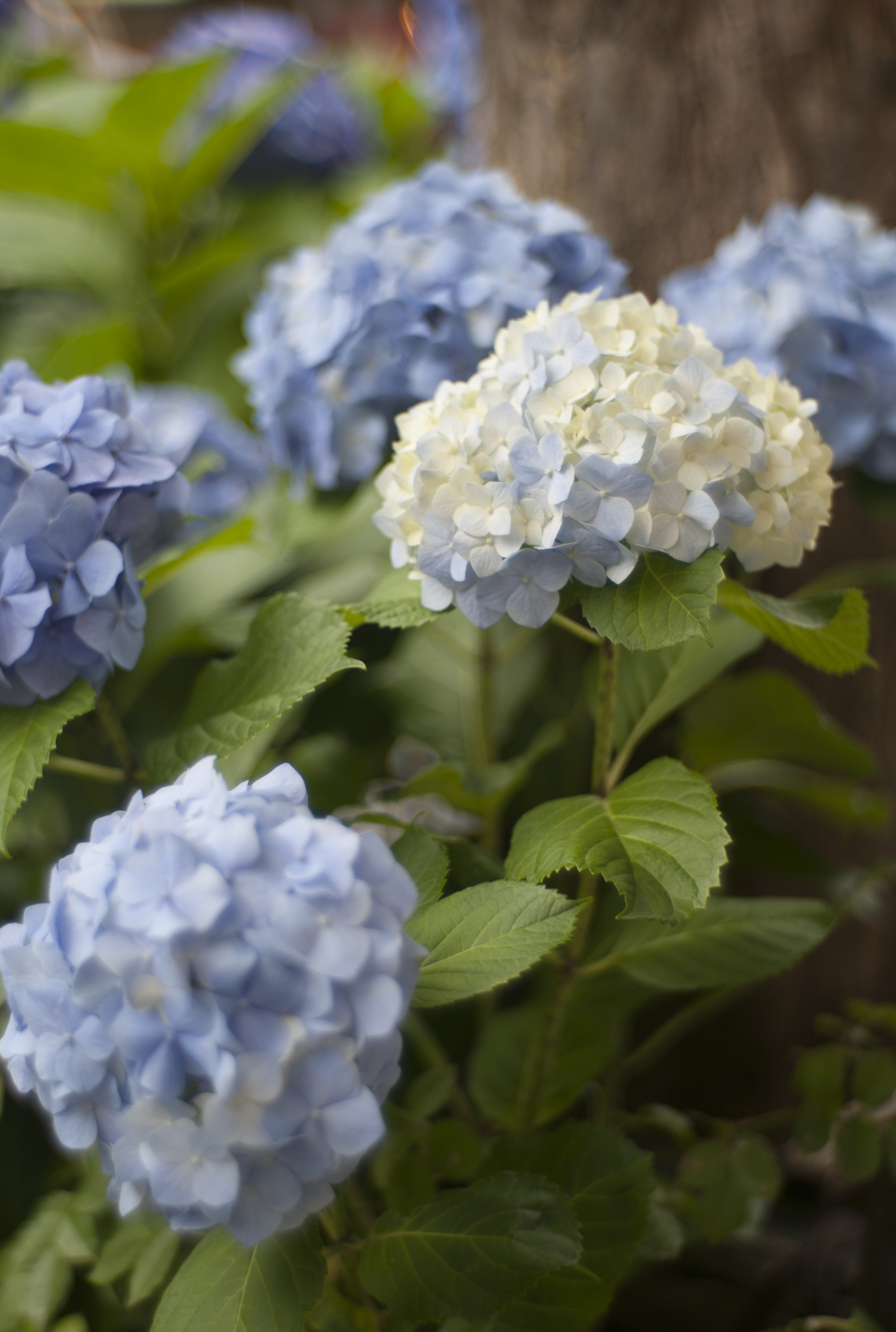 <b>M8 / Opton Sonnar 50mm F1.5 / 3,916×2,634 / 1/500秒 / F1.5 / 0EV / ISO160 / WB:オート / 50mm</b>