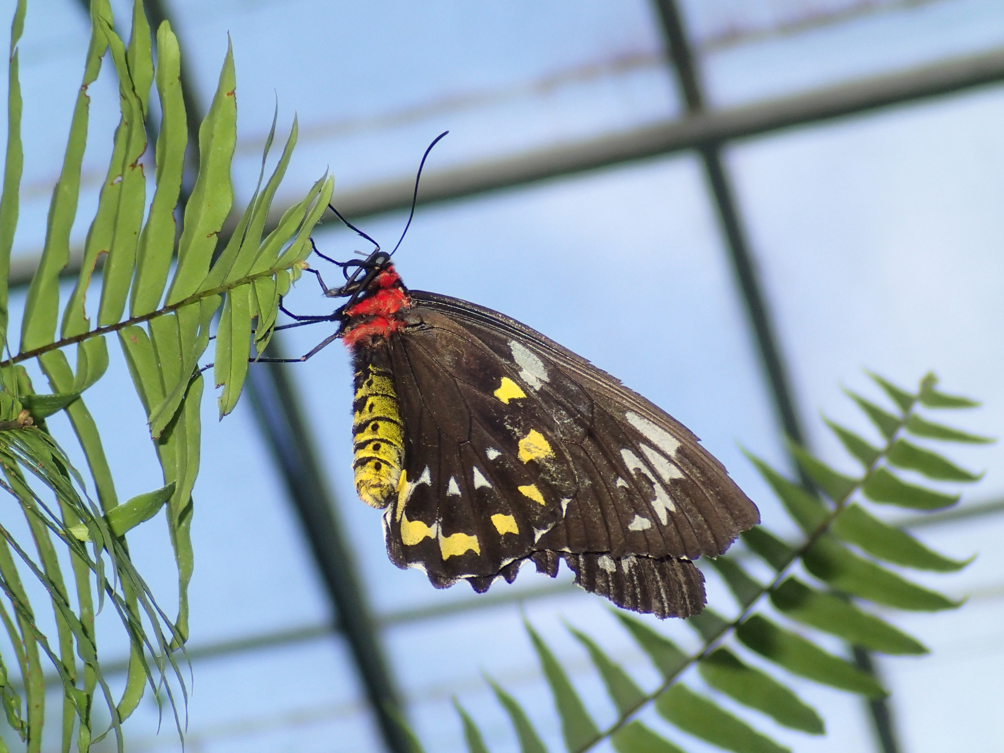 <b>テレコンバーターを装着。満足いく大きさまで引き寄せることができた。TG-1 / 約3.3MB / 3,264×2,448 / 1/250秒 / F4.9 / +1.0EV / ISO320 / WB:オート / 18mm / テレコンバーターレンズ装着</b>