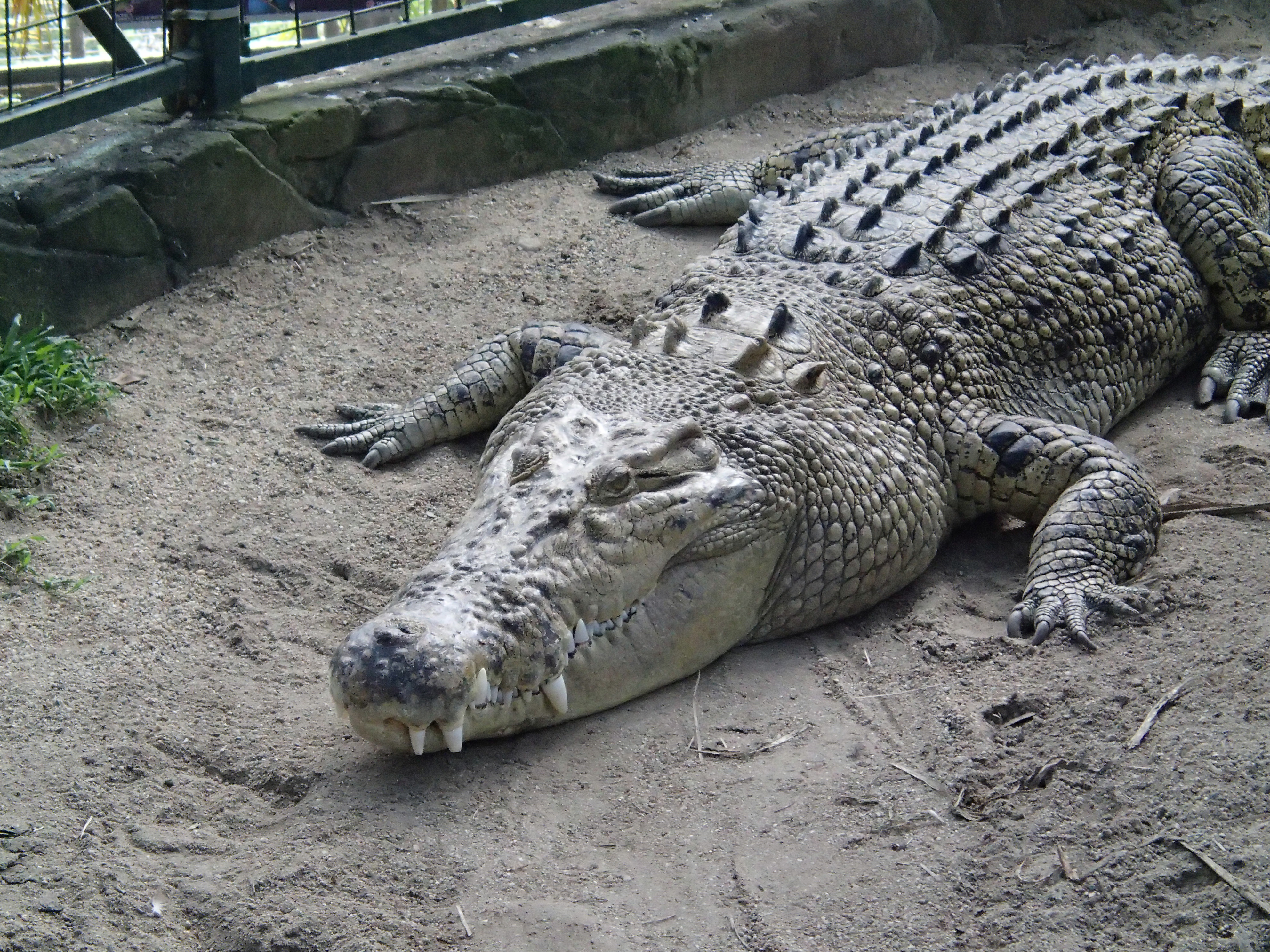 <b>Cairs Wildlife DOMEのクロコダイル。名前はゴリアテ。テレコンバータなしでの撮影。TG-1 / 約4.3MB / 3,968×2,976 / 1/250秒 / F4.9 / 0.0EV / ISO1000 / WB:オート / 30.6mm</b>