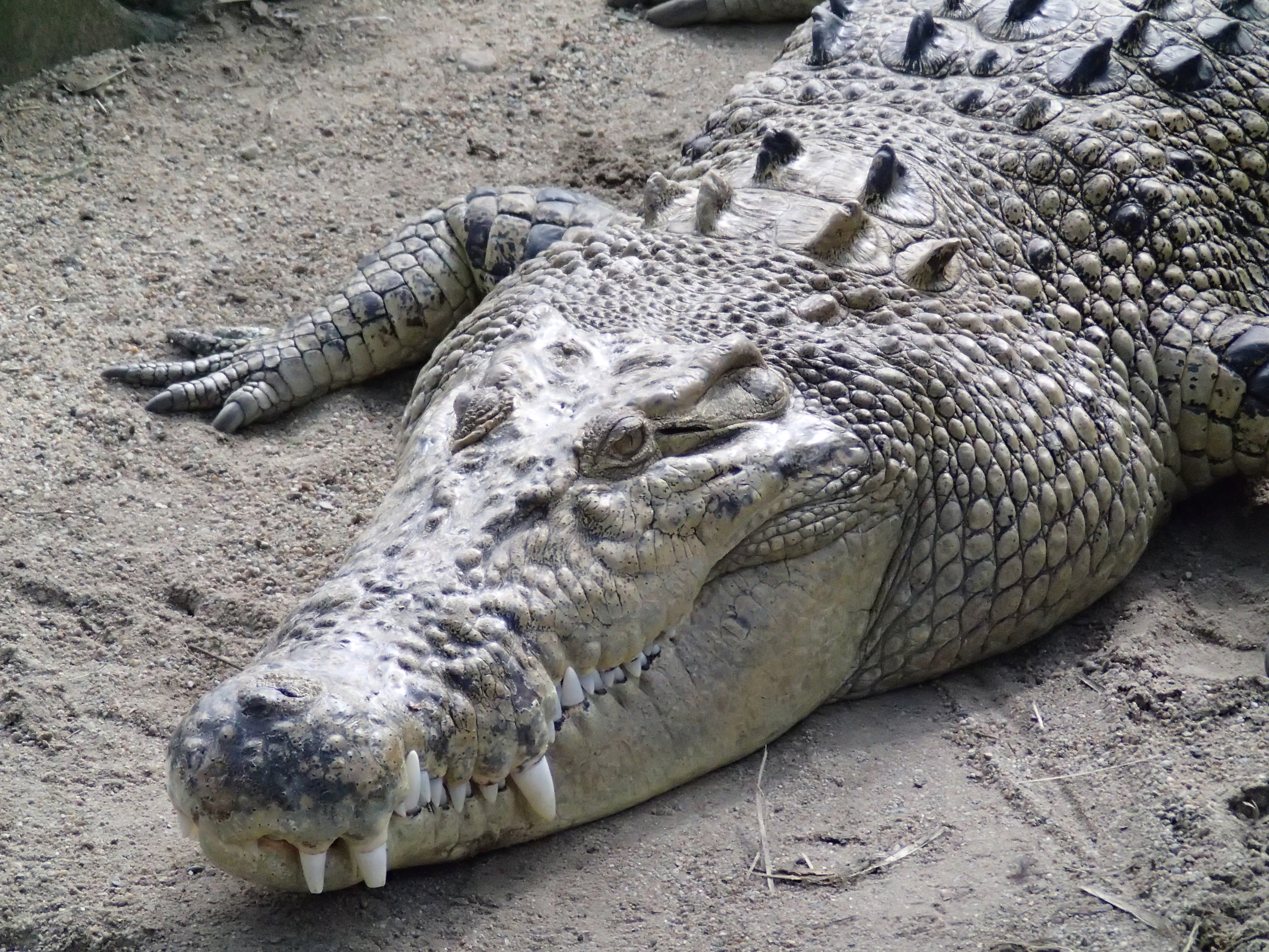 <b>テレコンバータを装着。5.0MB / 3,968×2,976 / 1/250秒 / F4.9 / 0.0EV / ISO1250 / WB:オート / 30.6mm / テレコンバーターレンズ装着</b>