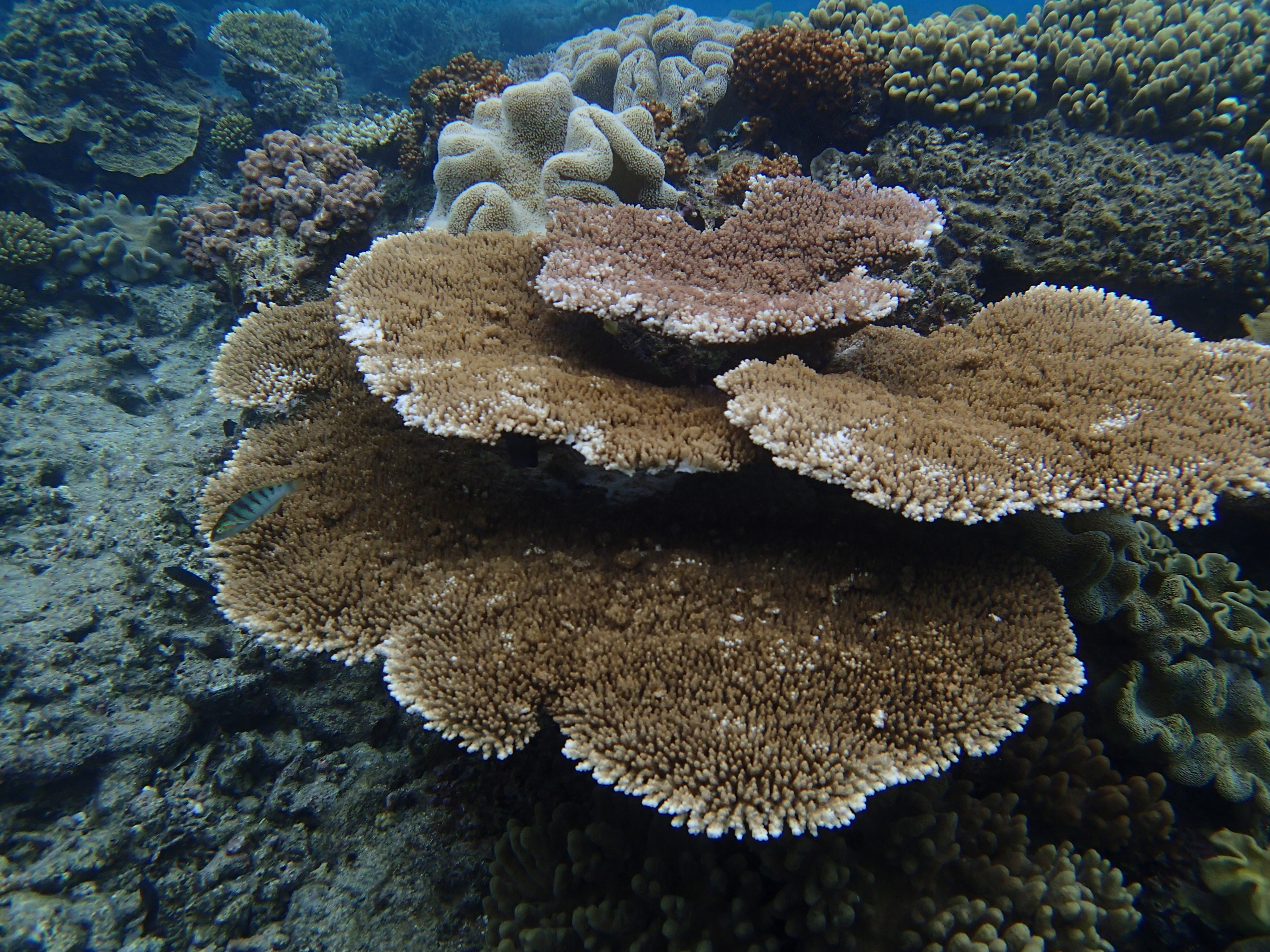 <b>TG-1 / 約4.9MB / 3,968×2,976 / 1/640秒 / F2.8 / 0.0EV / ISO100 / WB:水中 / 4.5mm</b>