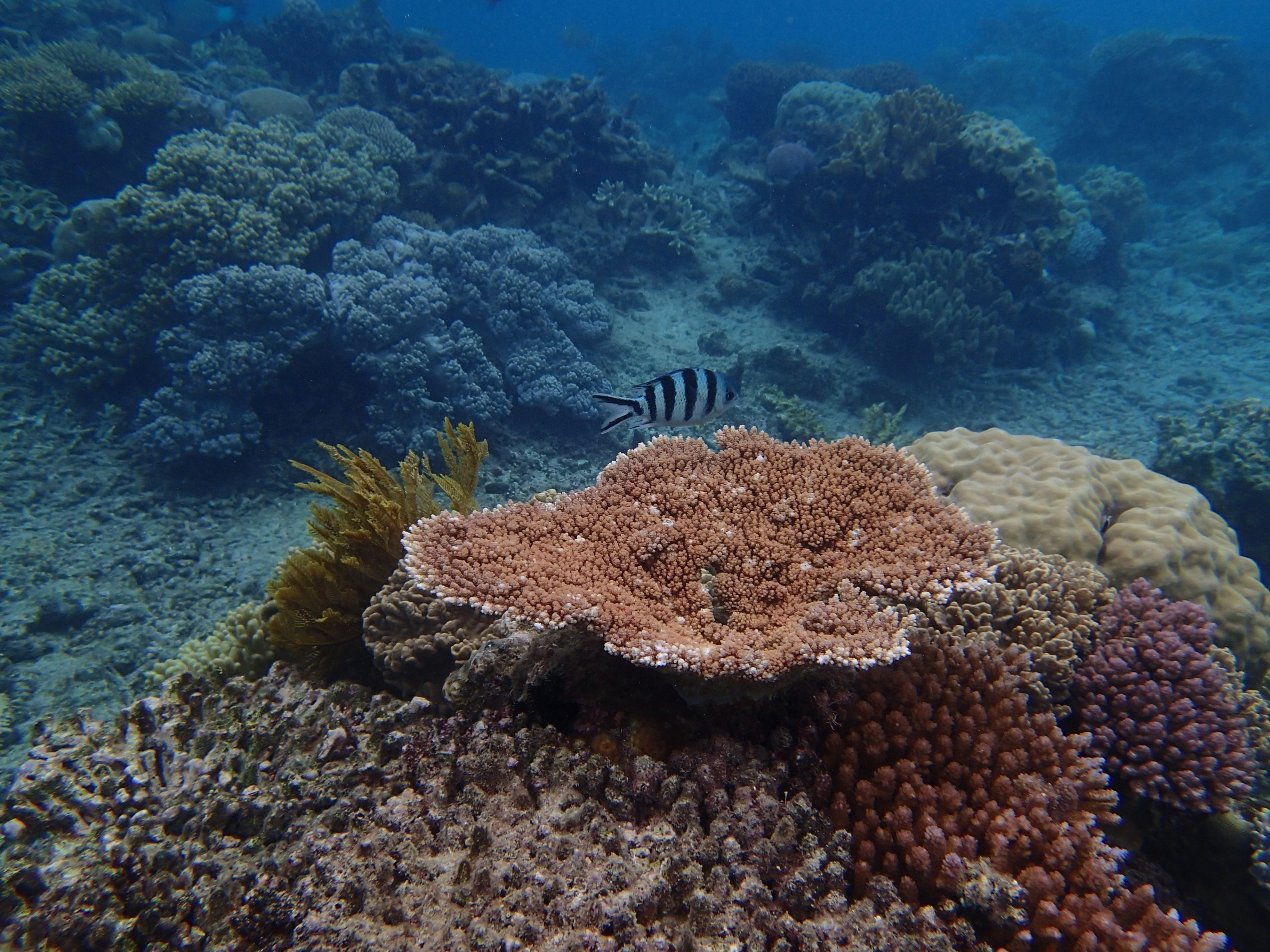 <b>TG-1 / 約4.7MB / 3,968×2,976 / 1/500秒 / F3.2 / 0.0EV / ISO100 / WB:水中 / 5.1mm</b>