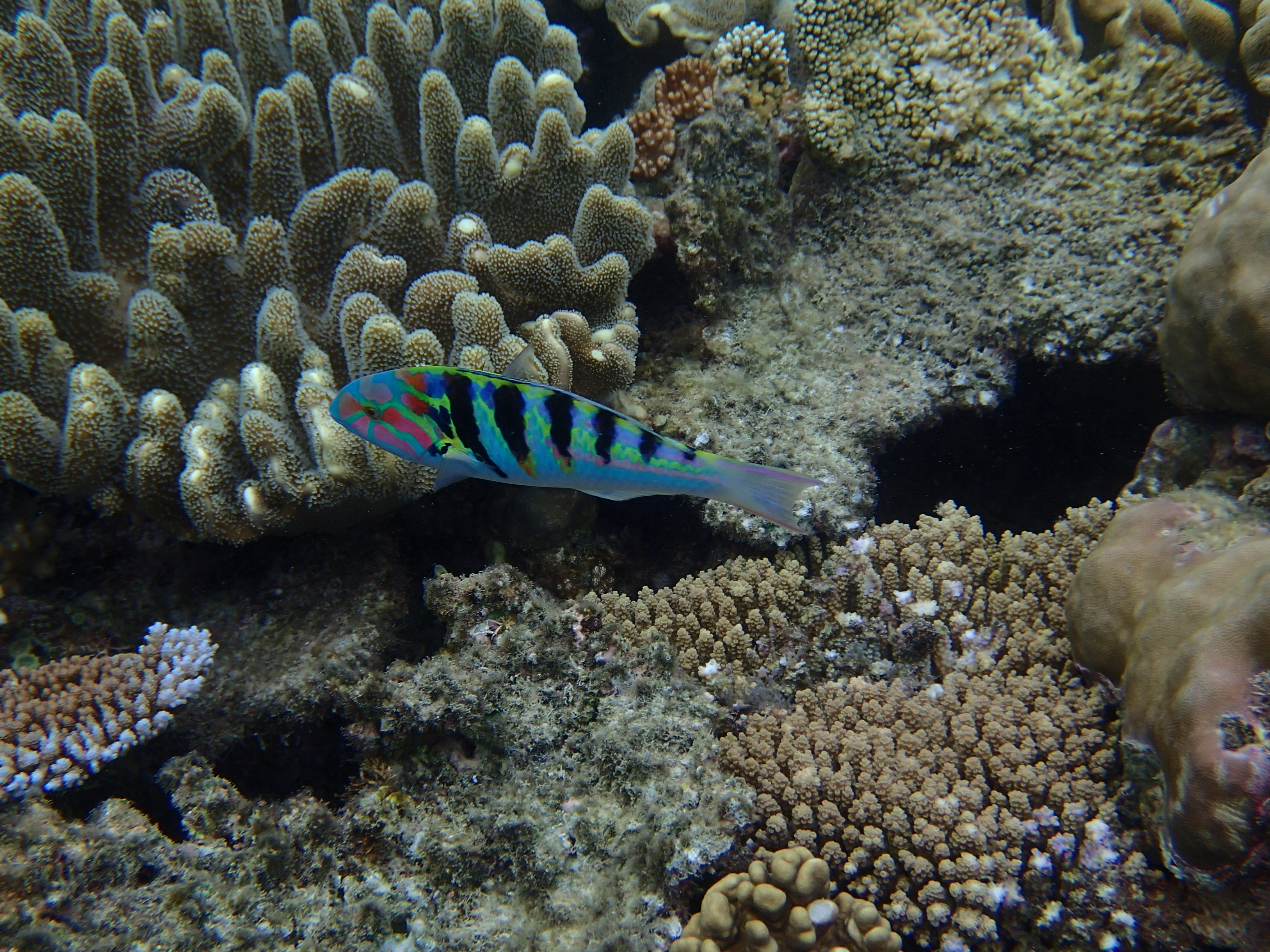 <b>TG-1 / 約5.3MB / 3,968×2,976 / 1/400秒 / F3.5 / 0.0EV / ISO100 / WB:水中 / 6.9mm</b>