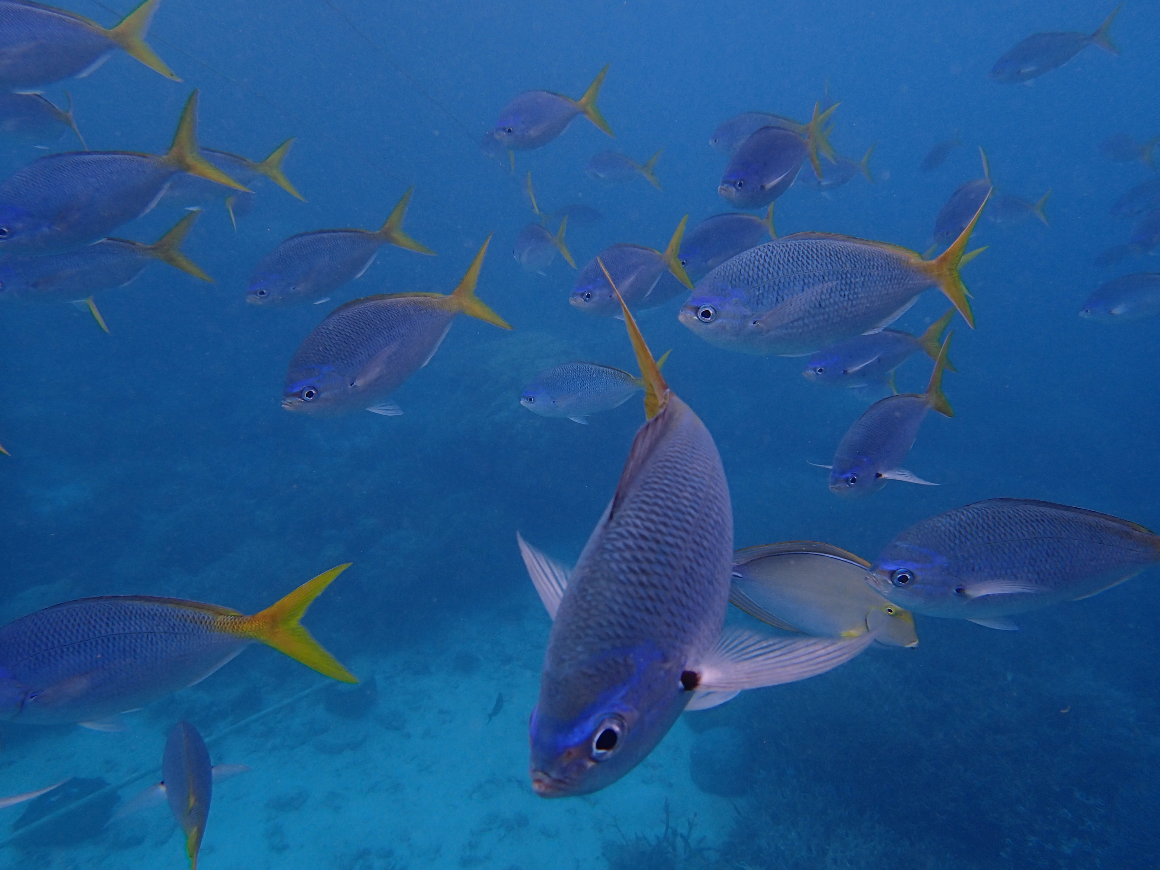 <b>TG-1 / 約3.5MB / 3,968×2,976 / 1/640秒 / F2.8 / 0.0EV / ISO100 / WB:水中 / 4.5mm</b>