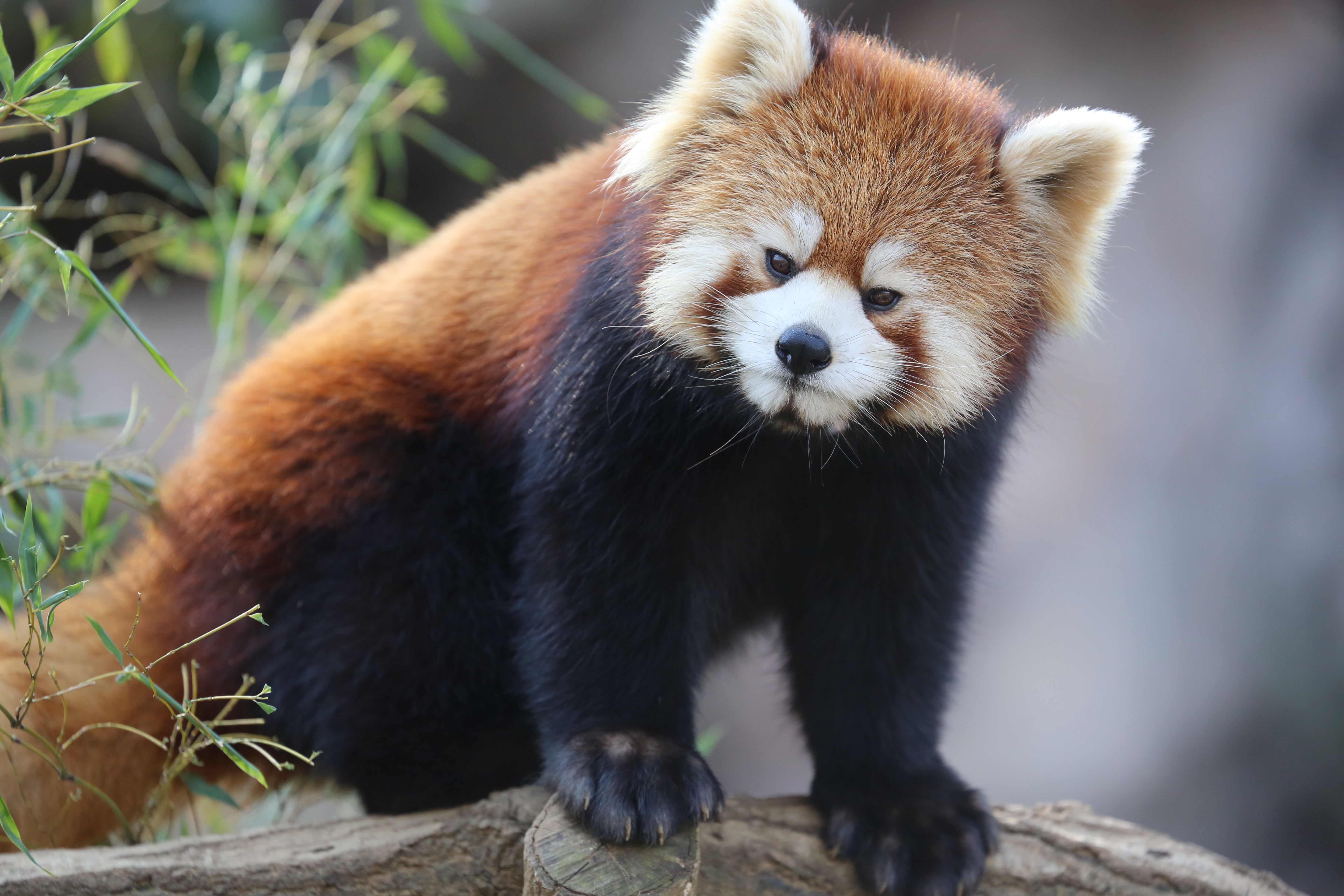 <b>EOS 5D Mark III / EF 70-300mm F4-5.6 IS USM / 約5.8MB / 5,760×3,840 / 1/500秒 / F5.6 / 0EV / ISO1250 / シャッター速度優先AE / WB：オート / 260mm</b>