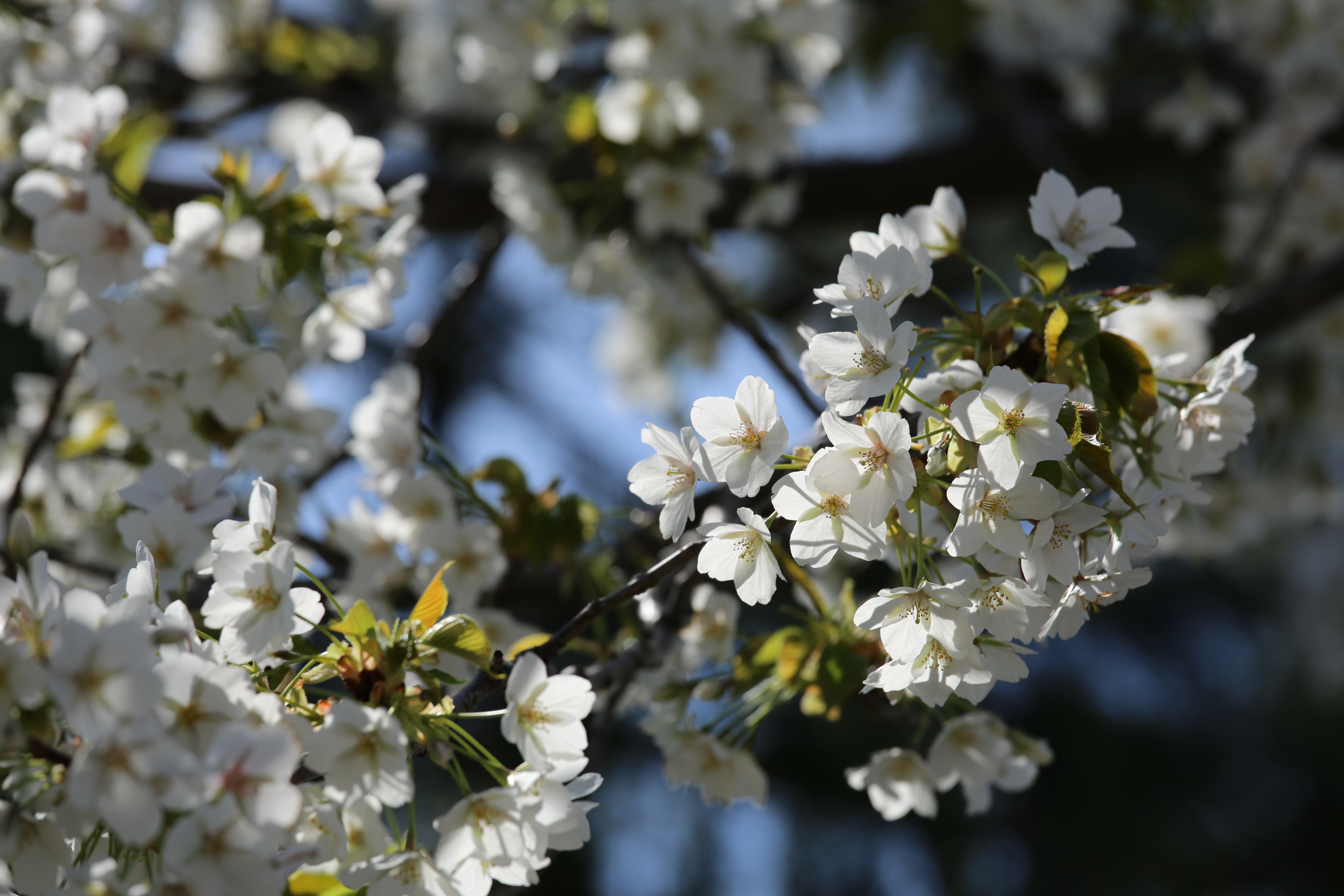 <b>EOS 5D Mark III / EF 70-200mm F4 IS USM / 約5.3MB / 5,760×3,840 / 1/2,000秒 / F8 / 0EV / ISO400 / 絞り優先AE / WB：太陽光 / 200mm</b>