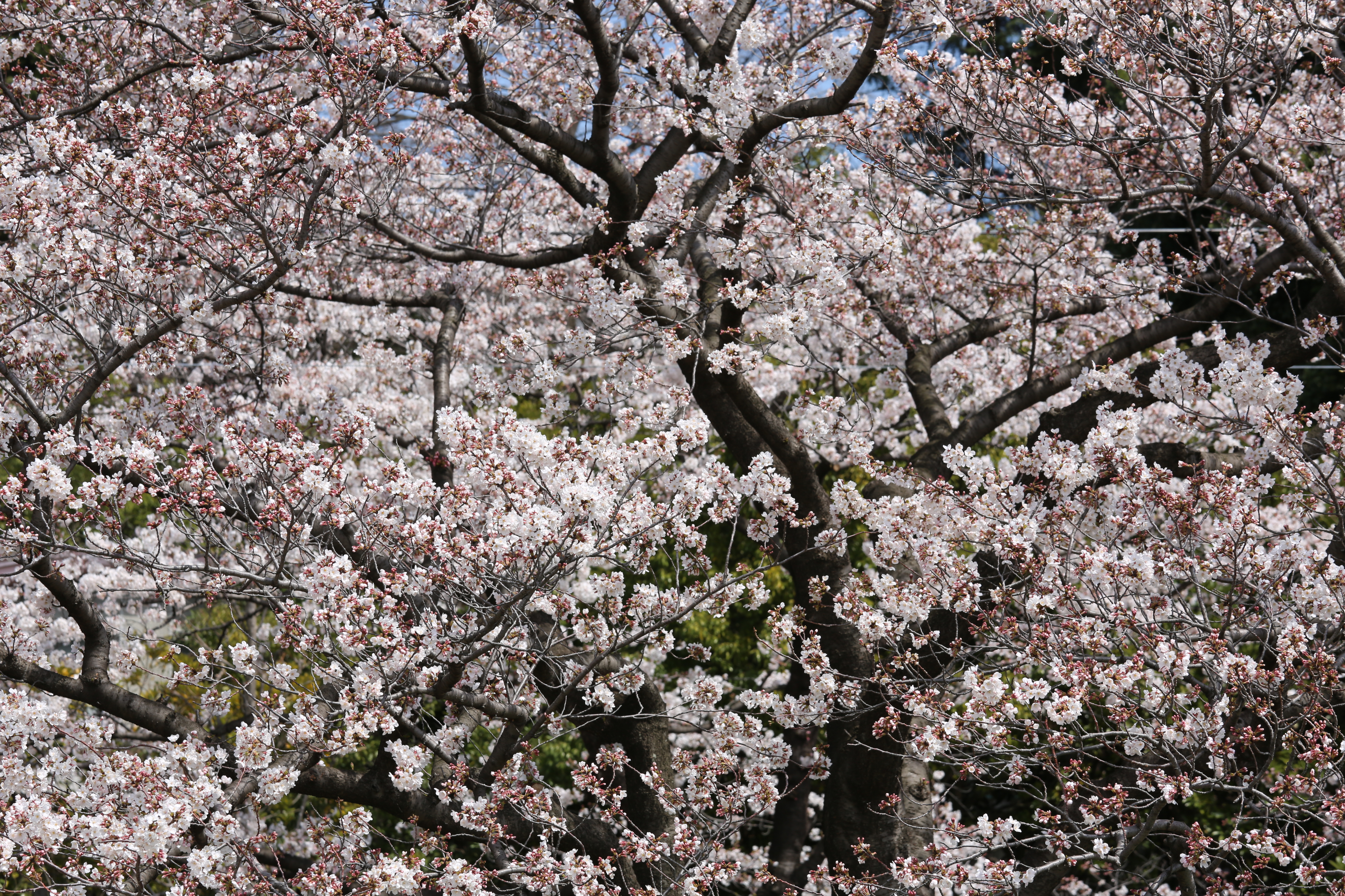 <b>EOS 5D Mark III / EF 70-200mm F4 IS USM / 約12MB / 5,760×3,840 / 1/200秒 / F10 / +0.3EV / ISO100 / 絞り優先AE / WB：太陽光 / 121mm</b>