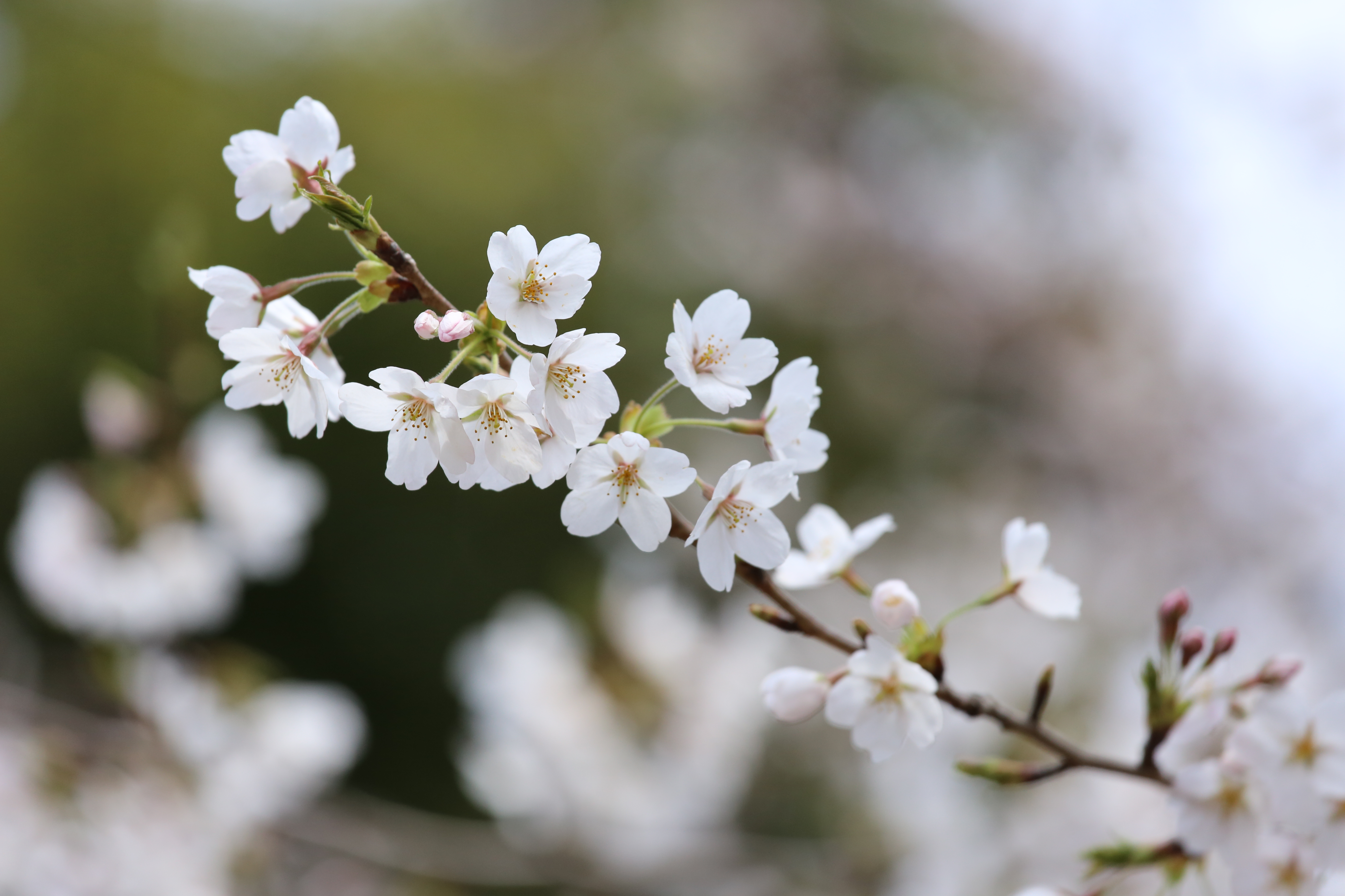 <b>EOS 5D Mark III / EF 70-200mm F4 IS USM / 約4.4MB / 5,760×3,840 / 1/2,500秒 / F5.6 / 0EV / ISO800 / 絞り優先AE / WB：太陽光 / 200mm</b>