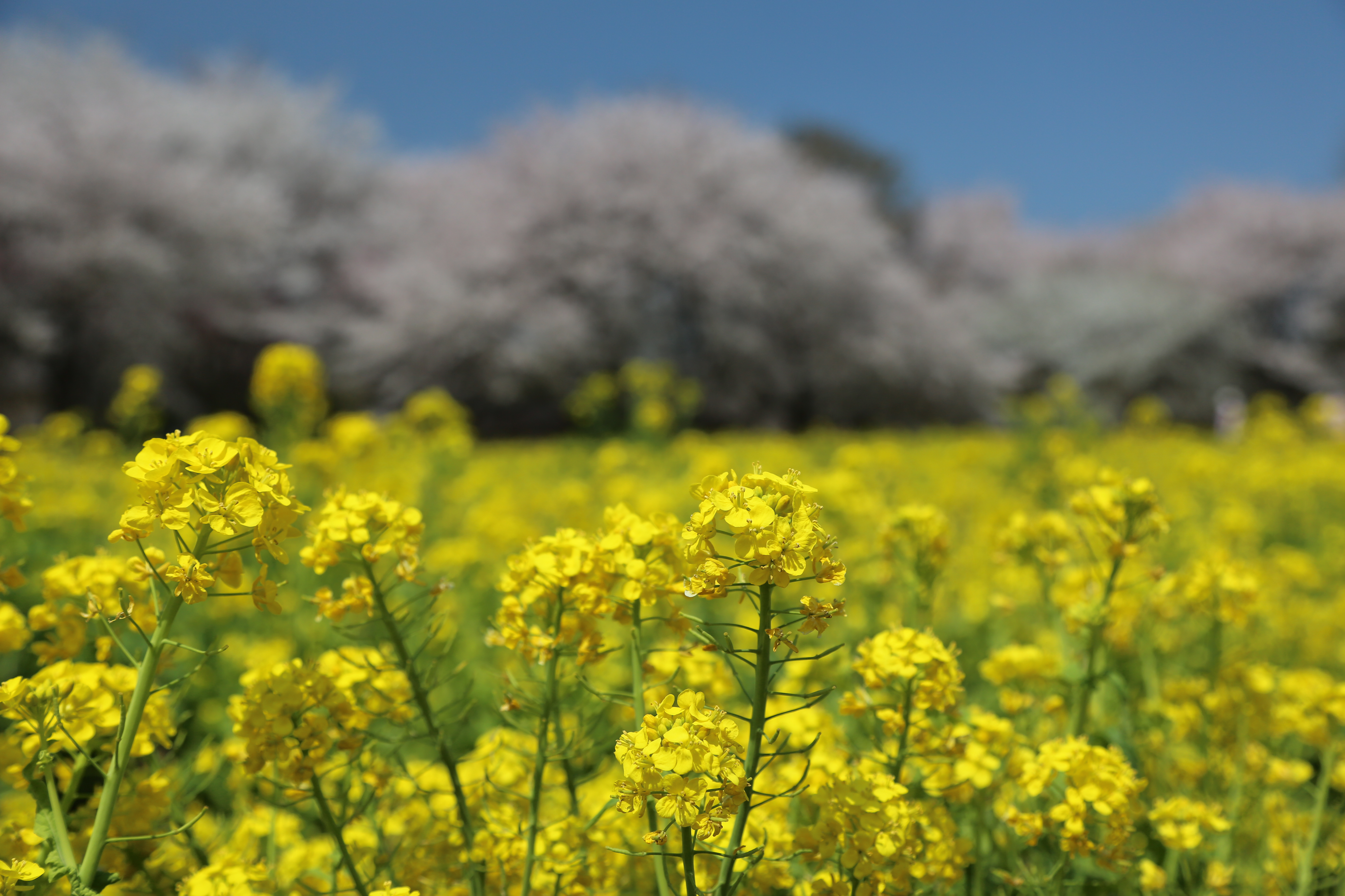 <b>EOS 5D Mark III / EF 24-105mm F4 L IS USM / 約5.3MB / 5,760×3,840 / 1/1,000秒 / F4.5 / +0.3EV / ISO250 / 絞り優先AE / WB：オート / 45mm</b>
