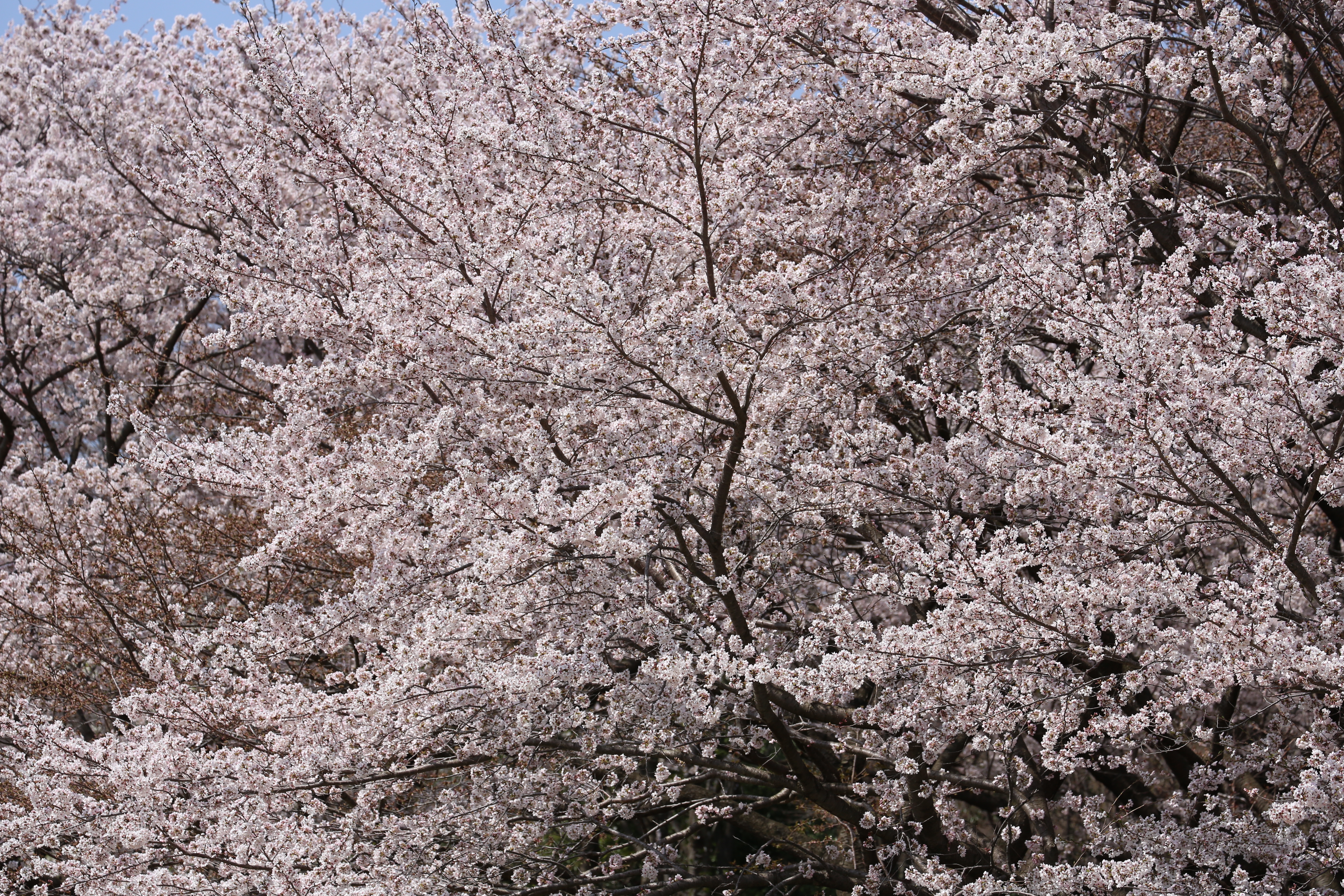 <b>EOS 5D Mark III / EF 70-300mm F4-5.6 IS USM / 約14.9MB / 5,760×3,840 / 1/800秒 / F8 / 0EV / ISO200 / 絞り優先AE / WB：オート / 170mm</b>