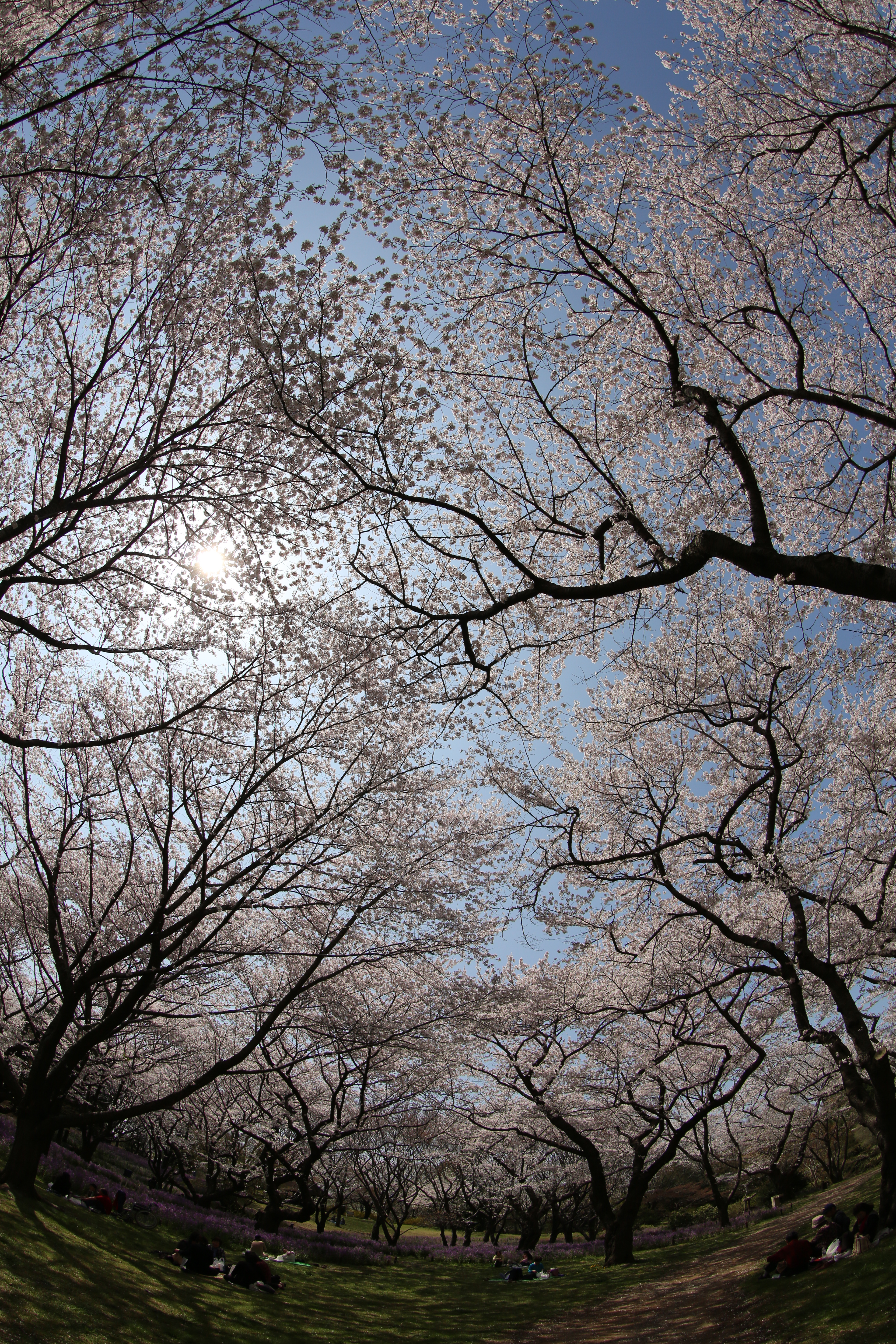 <b>EOS 5D Mark III / EF 8-15mm F4 L Fisheye USM / 約16.9MB / 3,840×5,760 / 1/640秒 / F11 / +0.3EV / ISO200 / 絞り優先AE / WB：オート / 15mm</b>