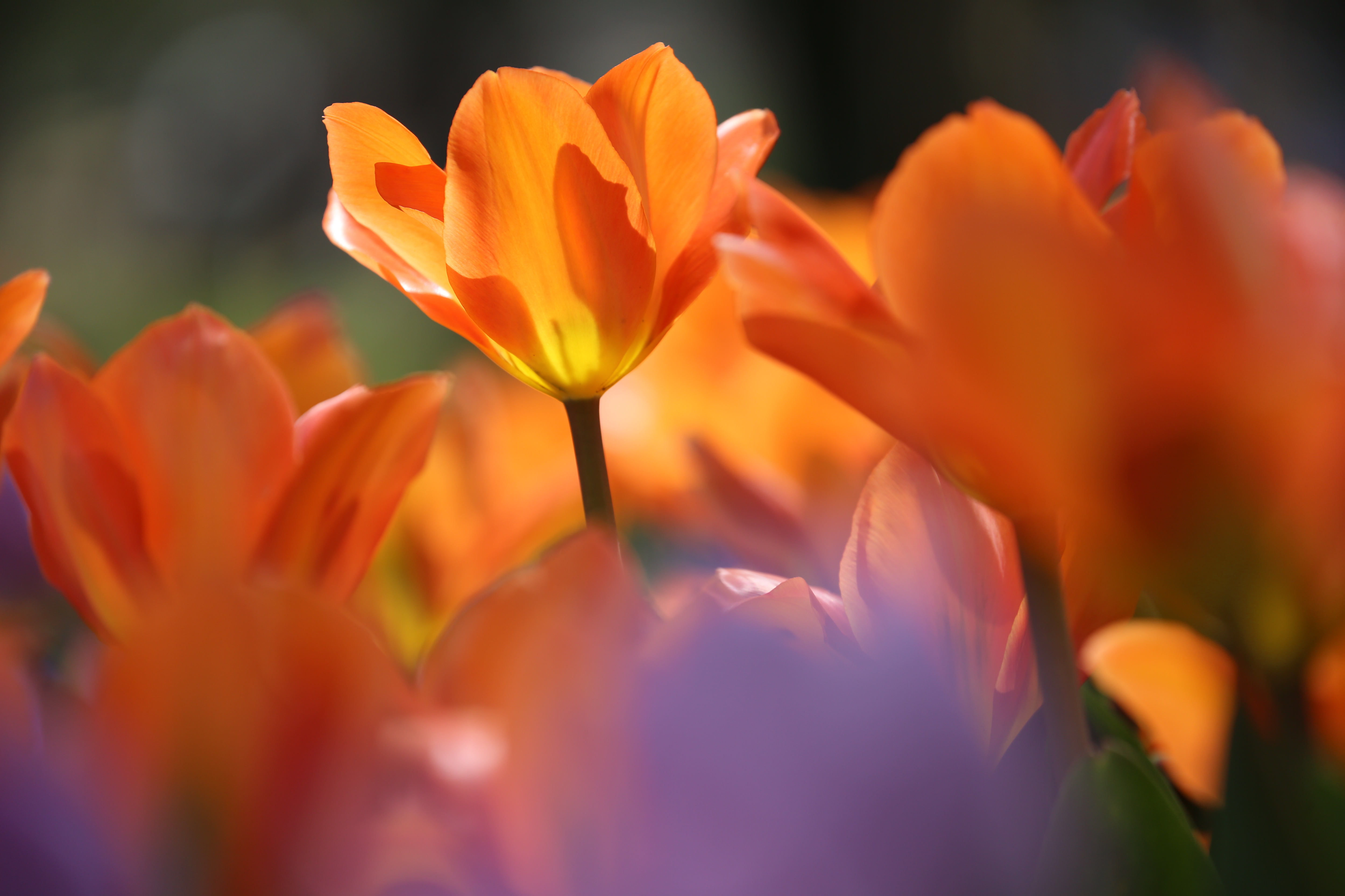 <b>EOS 5D Mark III / EF 70-300mm F4-5.6 IS USM / 約4.2MB / 5,760×3,840 / 1/800秒 / F5.6 / 0EV / ISO200 / 絞り優先AE / WB：オート / 269mm</b>