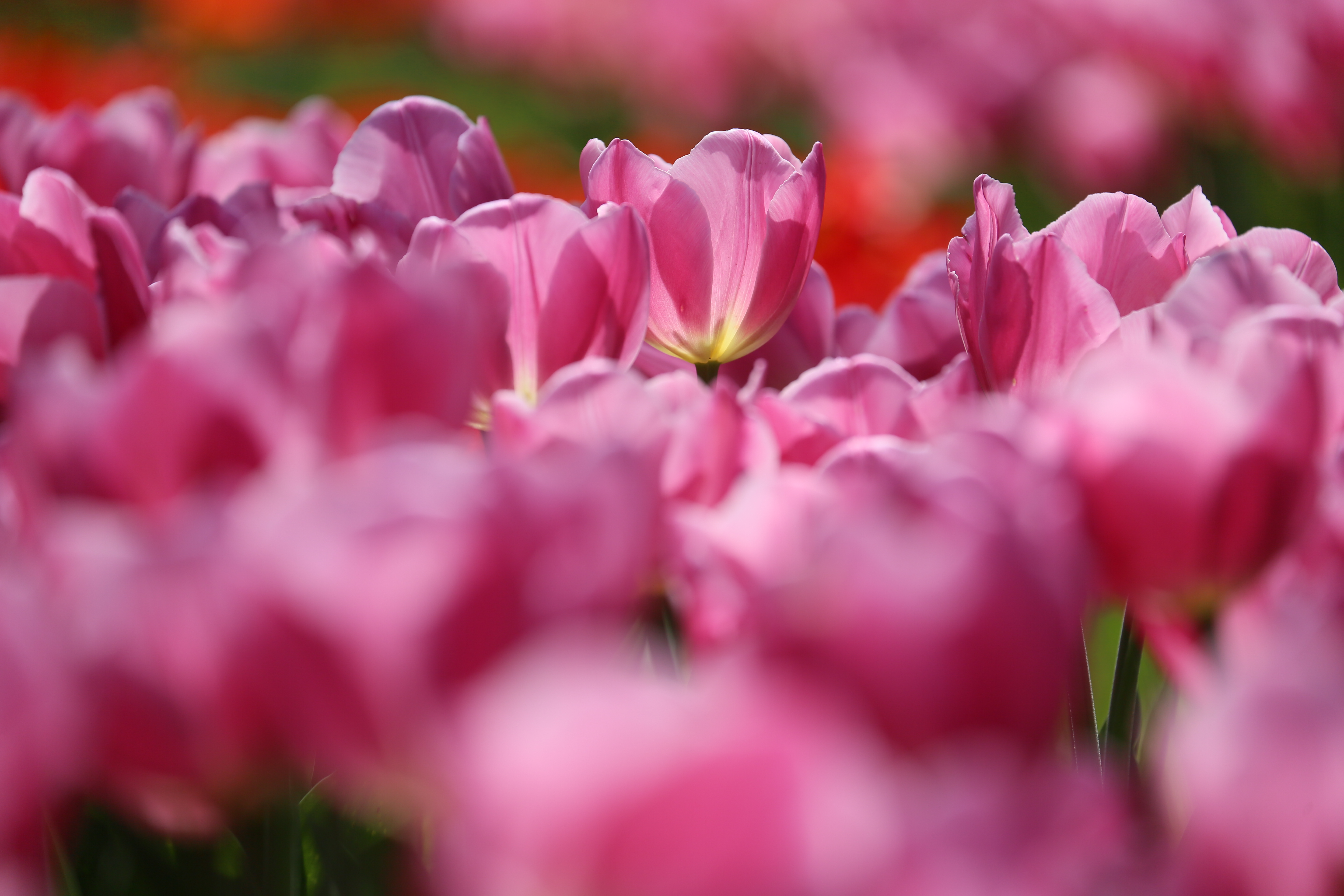 <b>EOS 5D Mark III / EF 70-300mm F4-5.6 IS USM / 約4.4MB / 5,760×3,840 / 1/1,250秒 / F5.6 / +0.3EV / ISO200 / 絞り優先AE / WB：オート / 252mm</b>