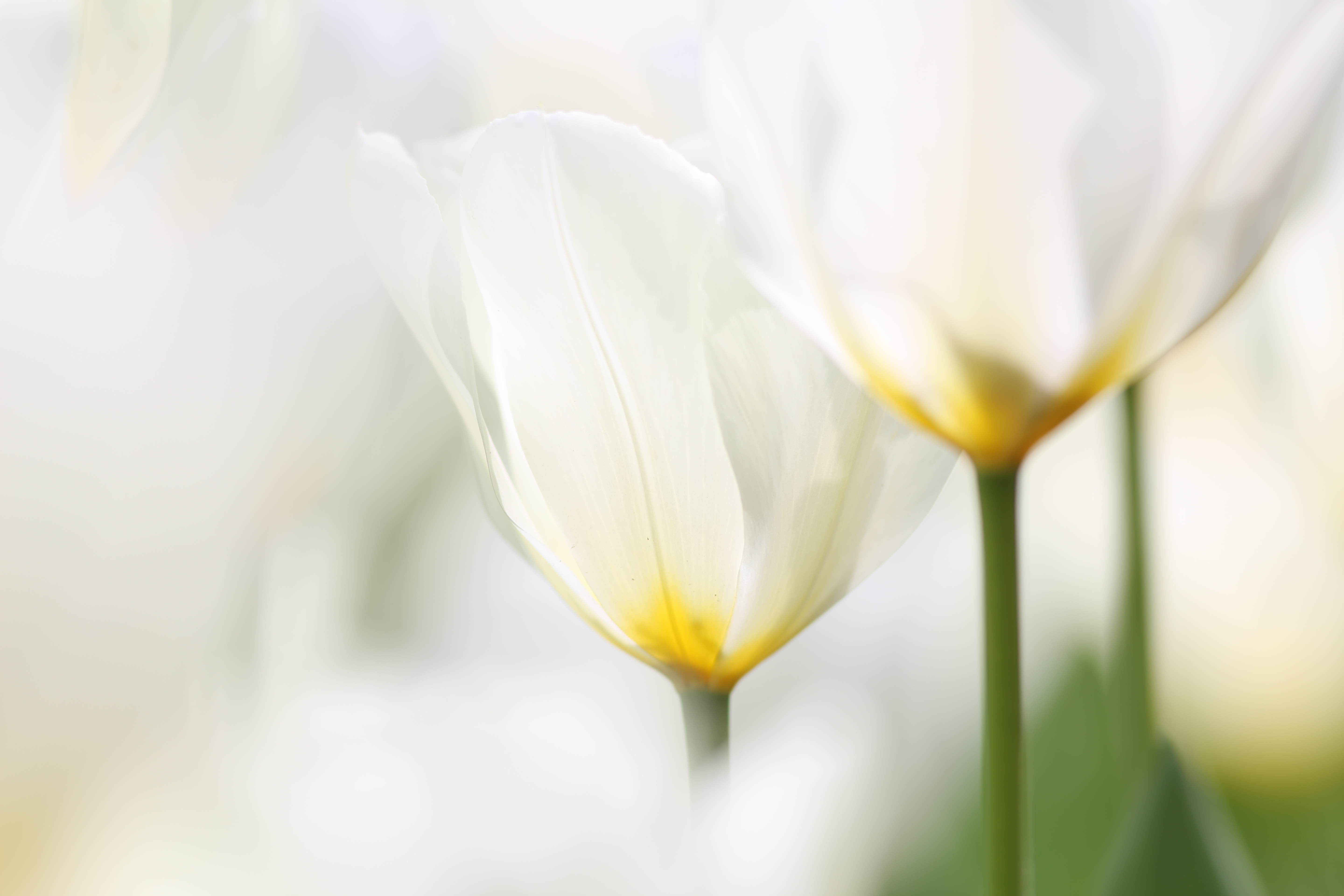 <b>EOS 5D Mark III / EF 300mm F4 L IS USM / 約2.5MB / 5,760×3,840 / 1/500秒 / F4 / +1.7EV / ISO100 / 絞り優先AE / WB：オート / 300mm</b>