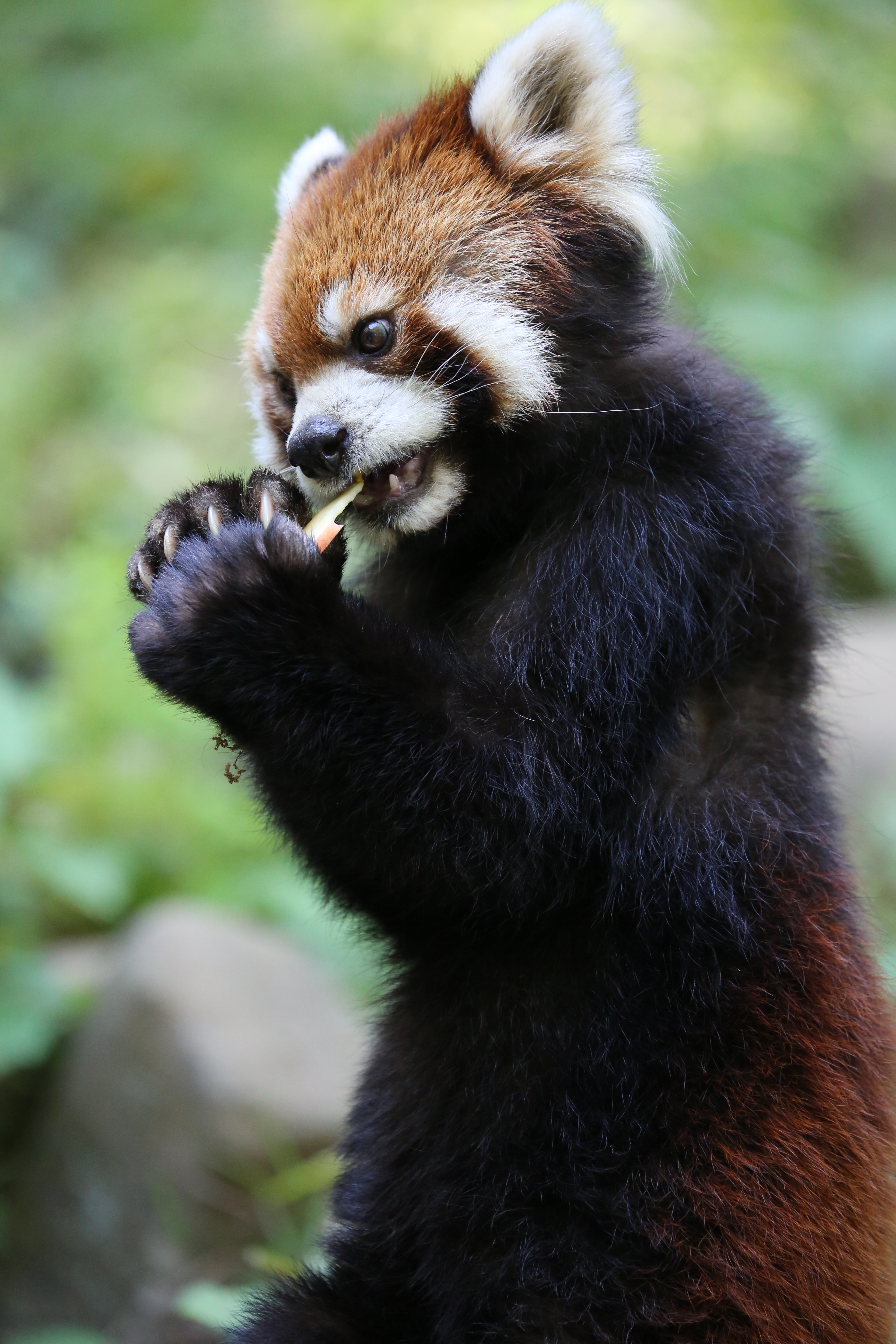 <b>EOS 5D Mark III / EF 70-300mm F4-5.6 IS USM / 約6.7MB / 3,840×5,760 / 1/640秒 / F6.3 / -1EV / ISO3200 / シャッター速度優先AE / WB：オート / 269mm</b>