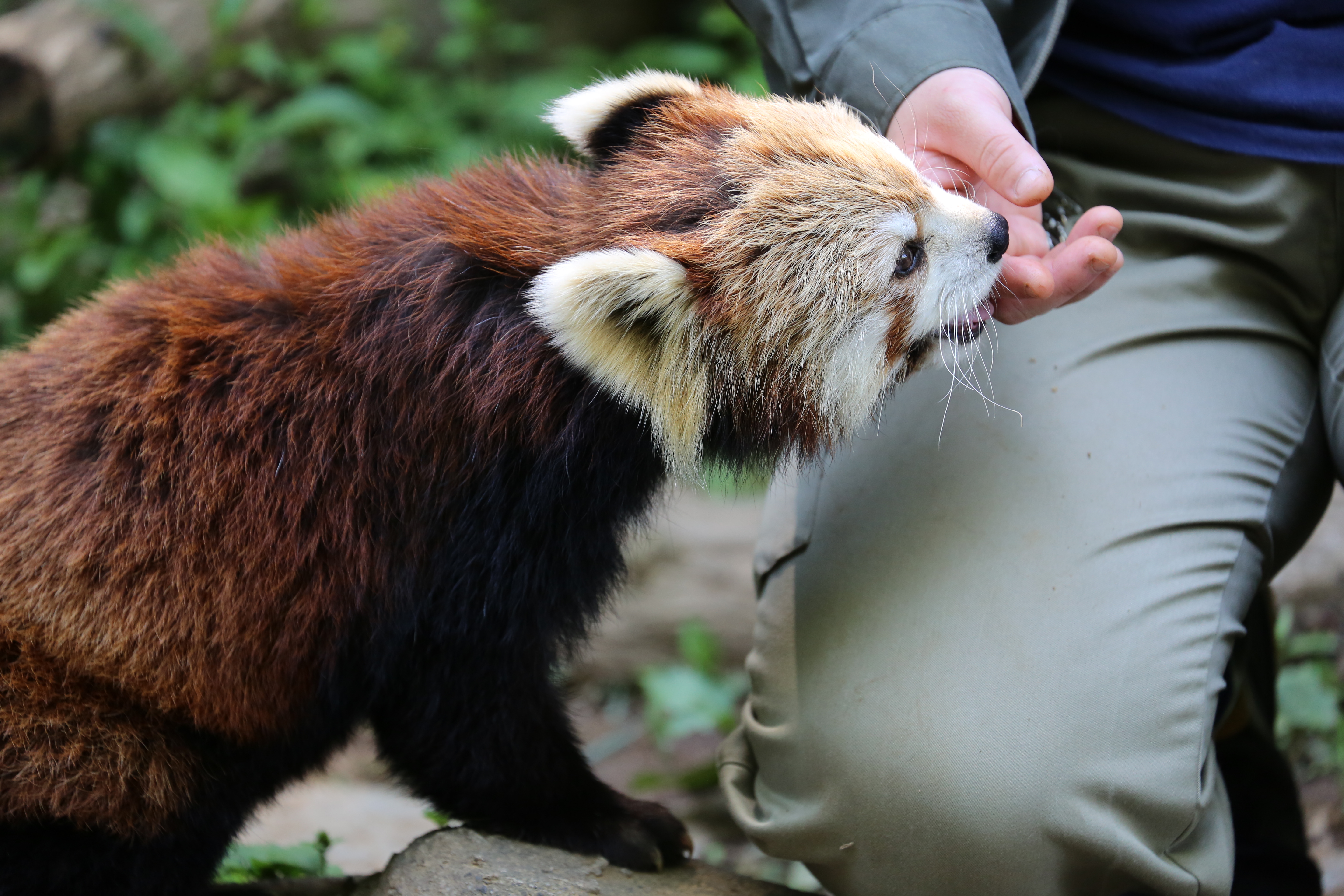 <b>EOS 5D Mark III / EF 70-300mm F4-5.6 IS USM / 約6.7MB / 5,760×3,840 / 1/500秒 / F5.6 / -0.3EV / ISO1250 / シャッター速度優先AE / WB：オート / 236mm</b>