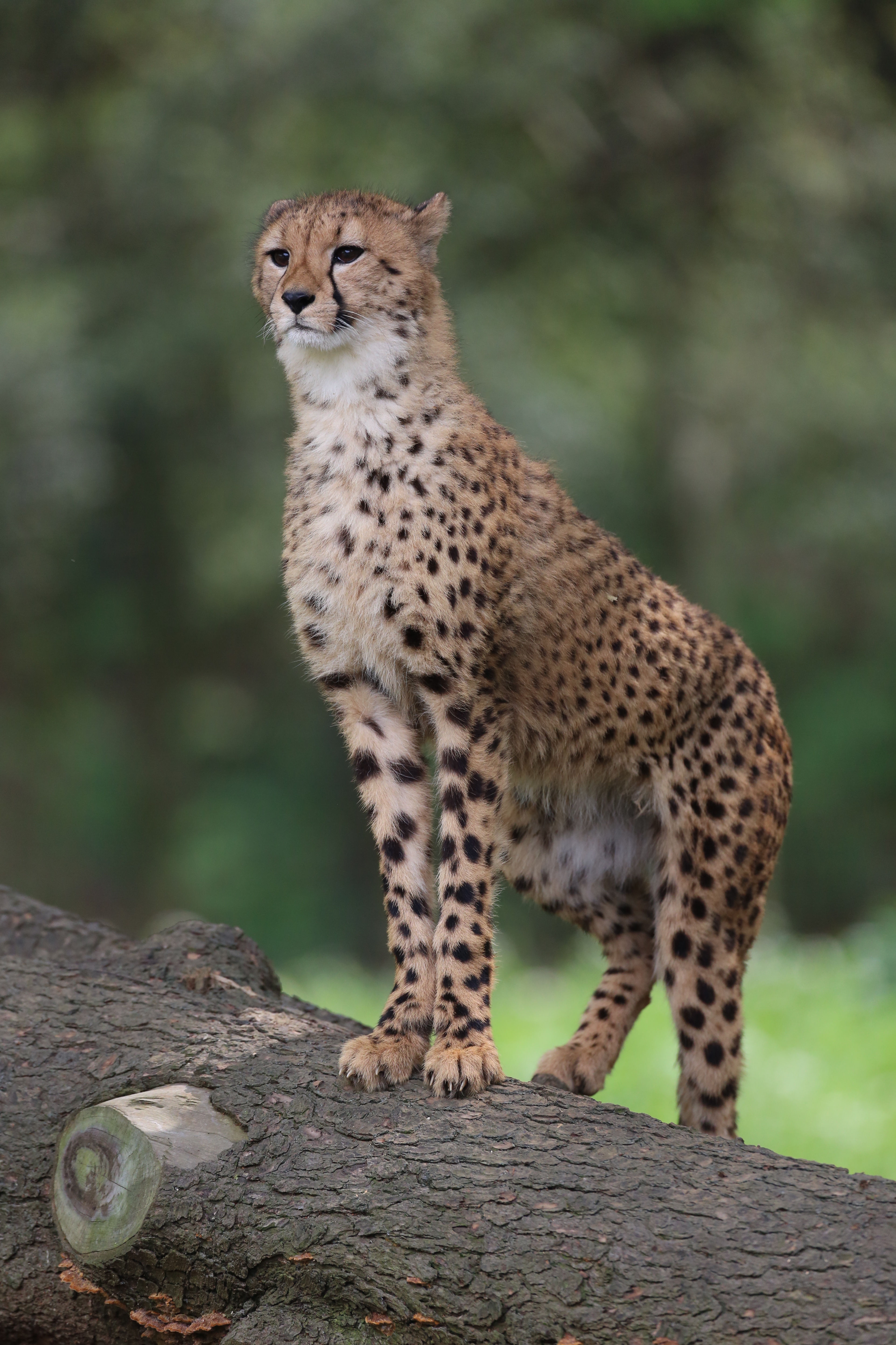 <b>EOS 5D Mark III / EF 500mm F4 IS USM / 約7.1MB / 3,840×5,760 / 1/1,600秒 / F4.5 / -0.3EV / ISO1000 / シャッター速度優先AE / WB：オート / 500mm</b>