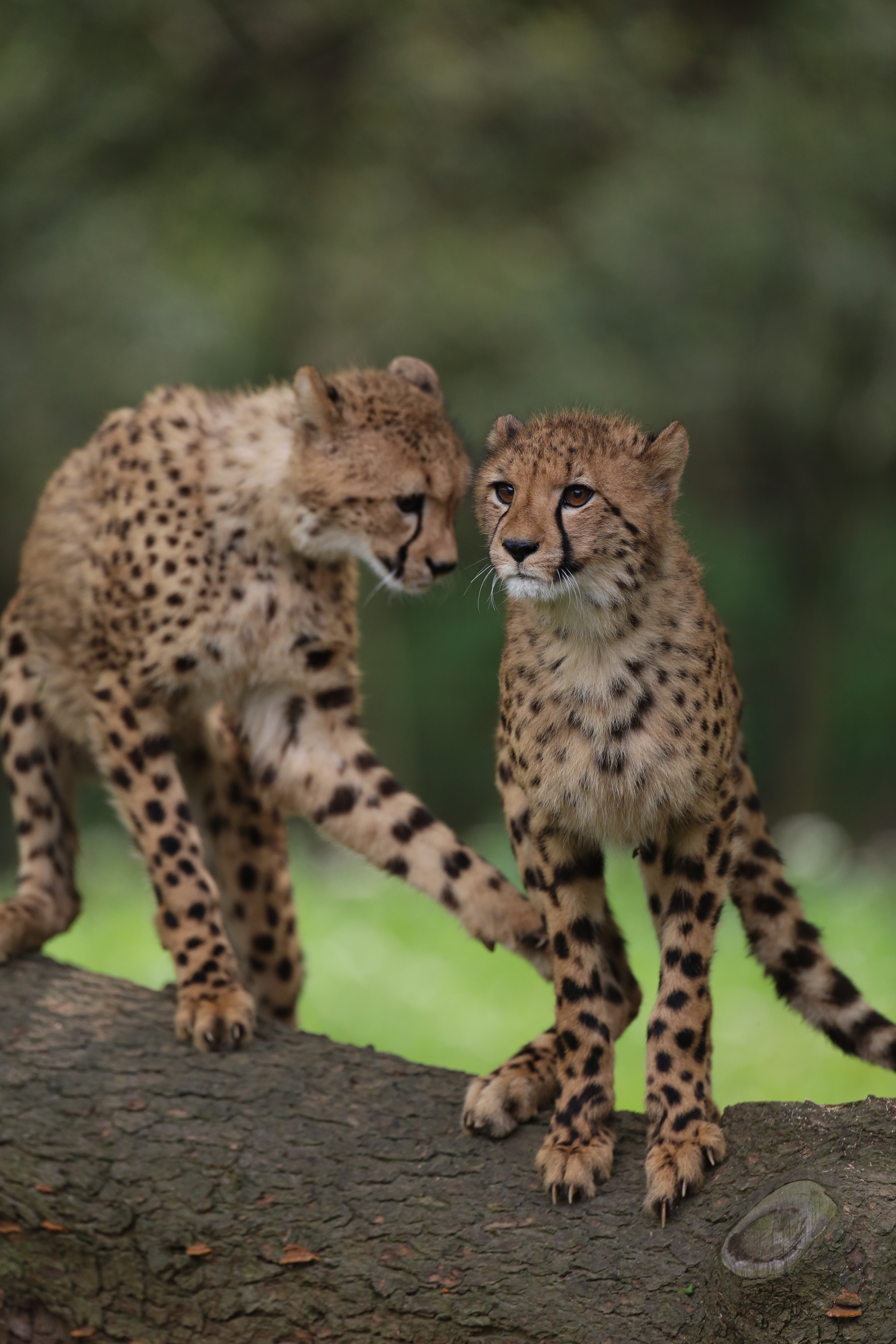 <b>EOS 5D Mark III / EF 500mm F4 IS USM / 約5.8MB / 3,840×5,760 / 1/1,600秒 / F4.5 / -0.3EV / ISO800 / シャッター速度優先AE / WB：オート / 500mm</b>