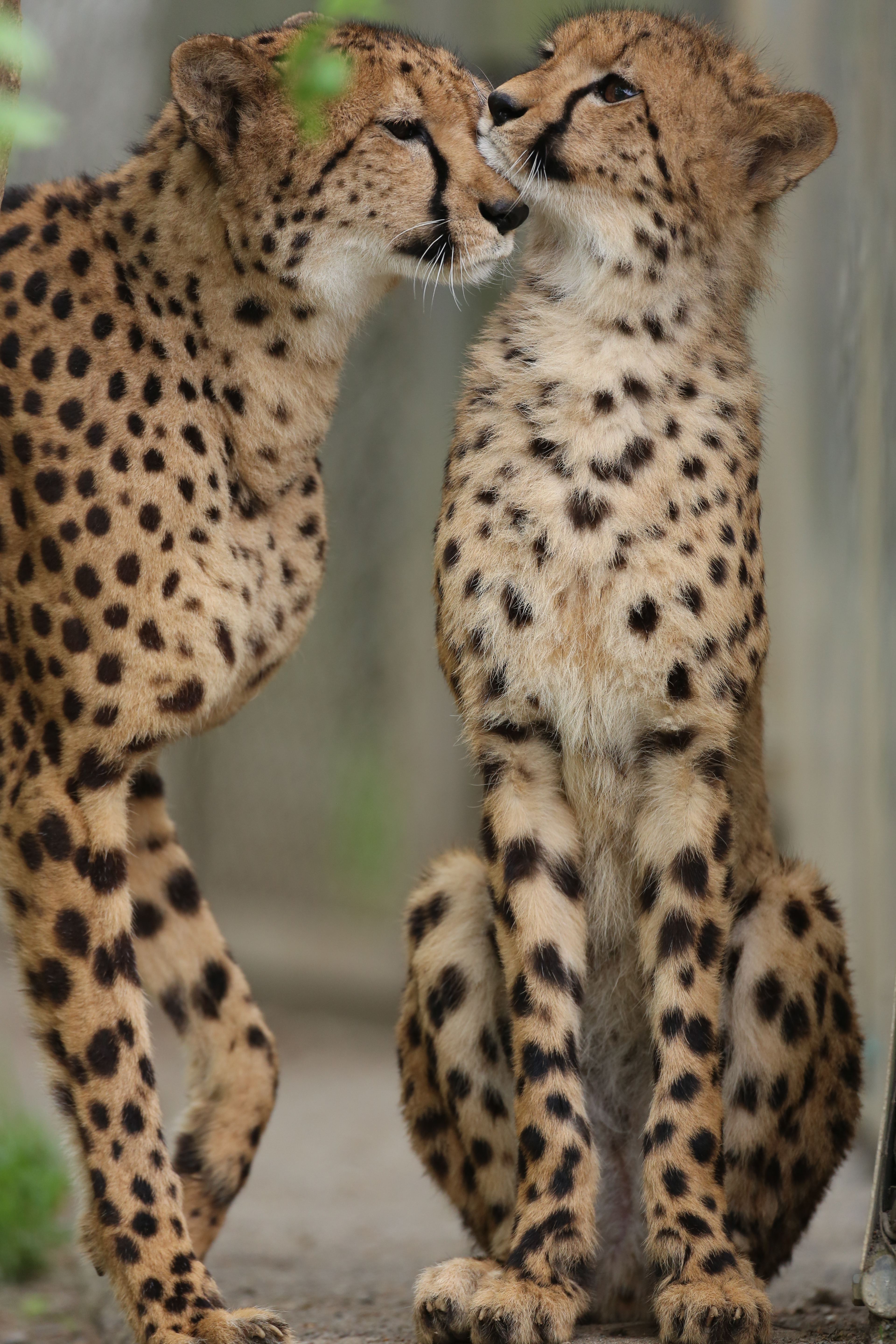 <b>EOS 5D Mark III / EF 500mm F4 IS USM / 約8.2MB / 3,840×5,760 / 1/500秒 / F4 / +0.3EV / ISO1000 / シャッター速度優先AE / WB：太陽光 / 500mm</b>