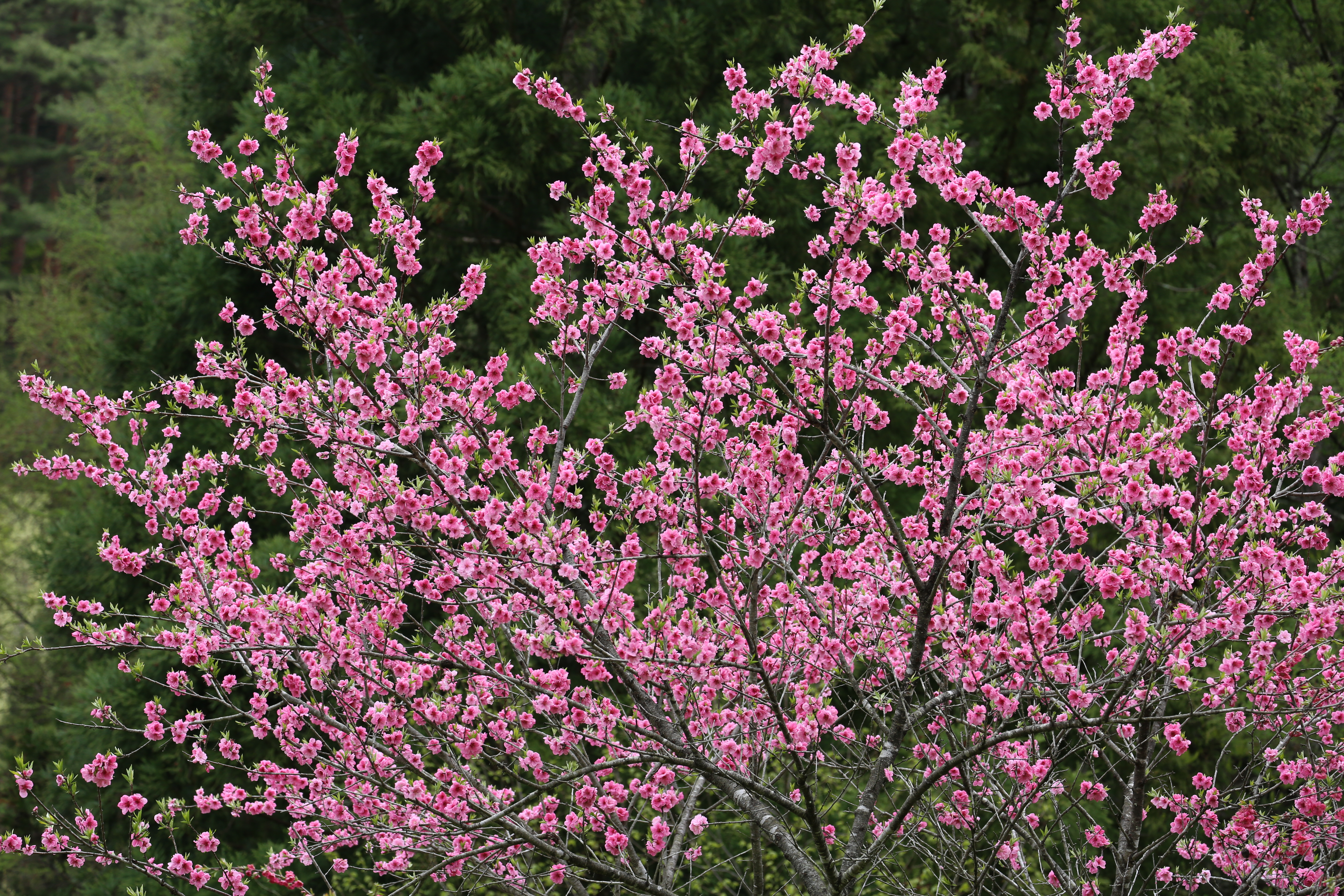 <b>EOS 5D Mark III / EF 70-300mm F4-5.6 IS USM / 約12.3MB / 5,760×3,840 / 1/500秒 / F7 / -0.3EV / ISO320 / 絞り優先AE / WB：オート / 140mm</b>