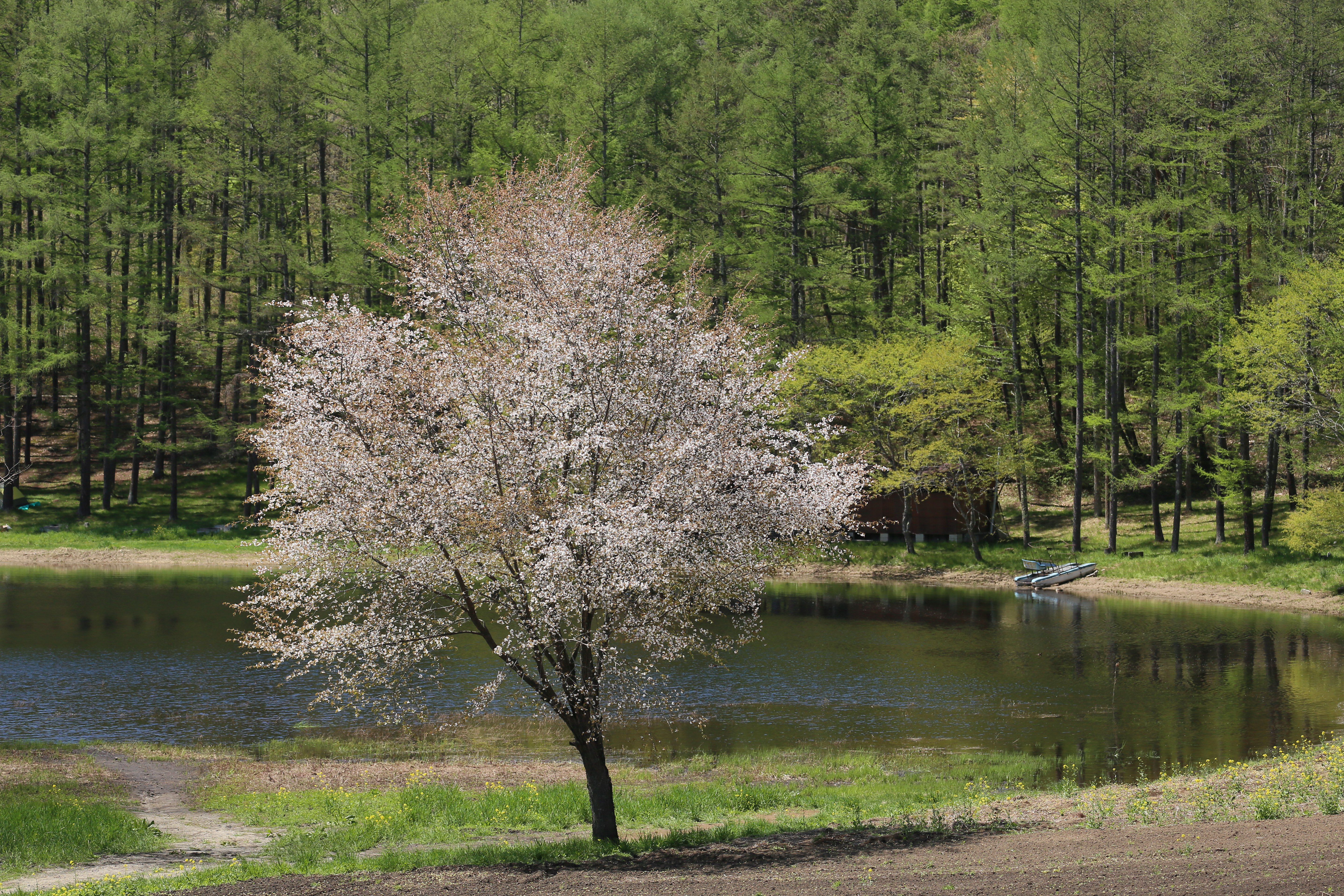 <b>EOS 5D Mark III / EF 70-300mm F4-5.6 IS USM / 約14.2MB / 5,760×3,840 / 1/800秒 / F5.6 / 0EV / ISO200 / 絞り優先AE / WB：太陽光 / 124mm</b>