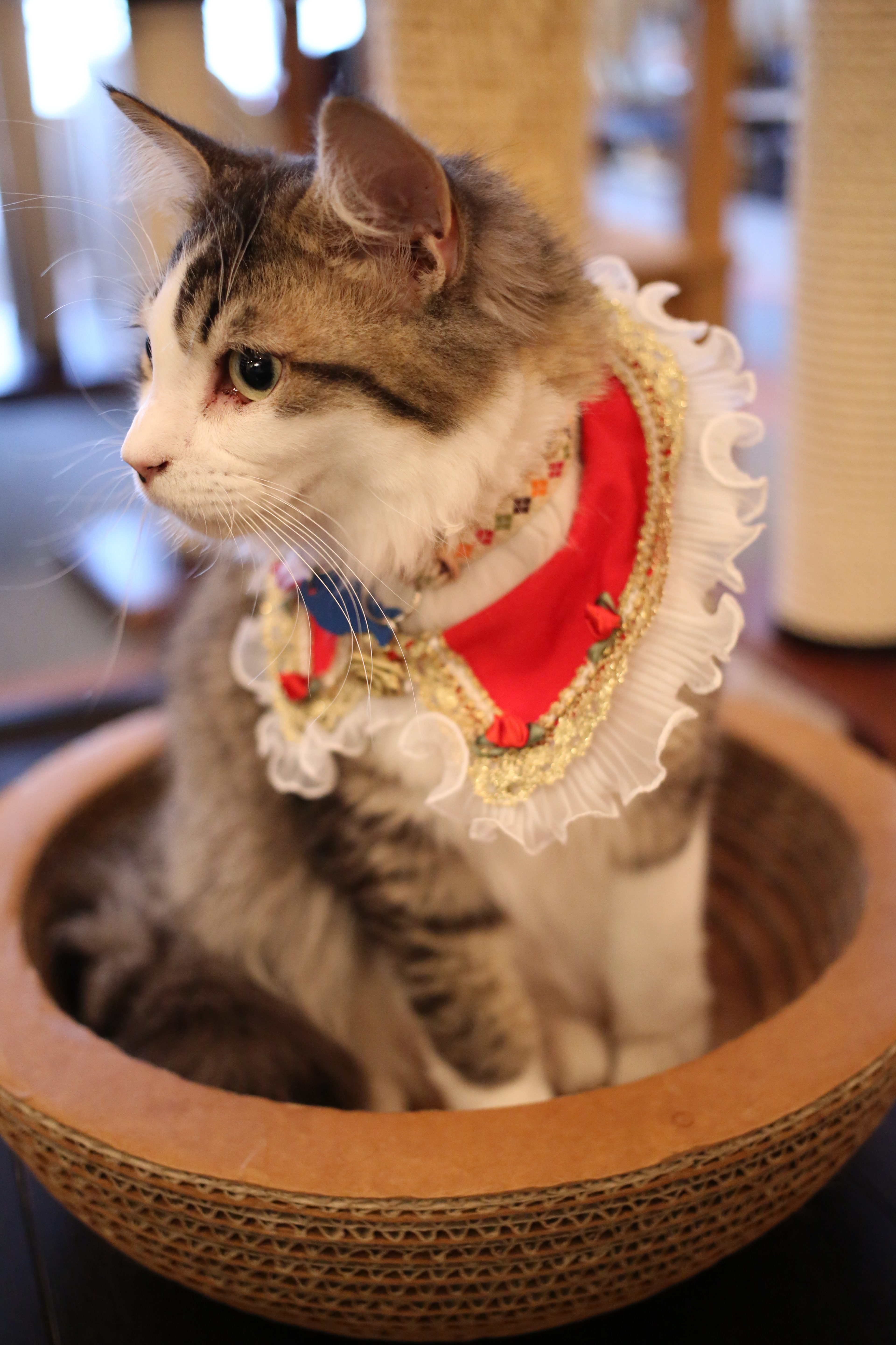 <b>EOS 5D Mark III / EF 40mm F2.8 STM / 約7.2MB / 3,840×5,760 / 1/80秒 / F2.8 / +1.3EV / ISO6400 / シャッター速度優先AE / WB：白熱電球 / 40mm</b>