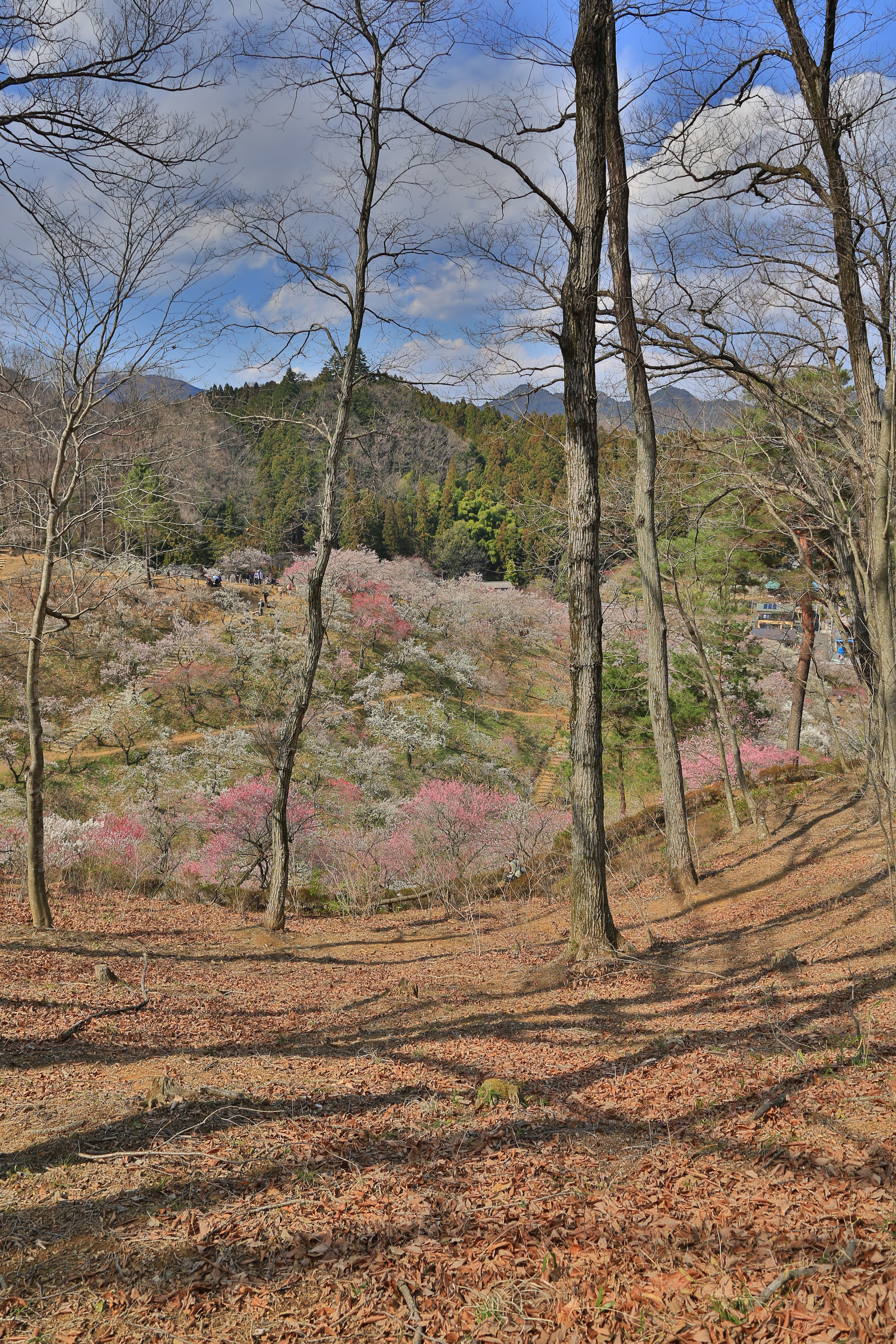 <b>EOS 5D Mark III / EF 24-105mm F4 L IS USM / 約15.7MB / 3,840×5,760 / 1/400秒 / F8 / -0.3EV / ISO200 / 絞り優先AE / WB：太陽光 / 24mm</b>