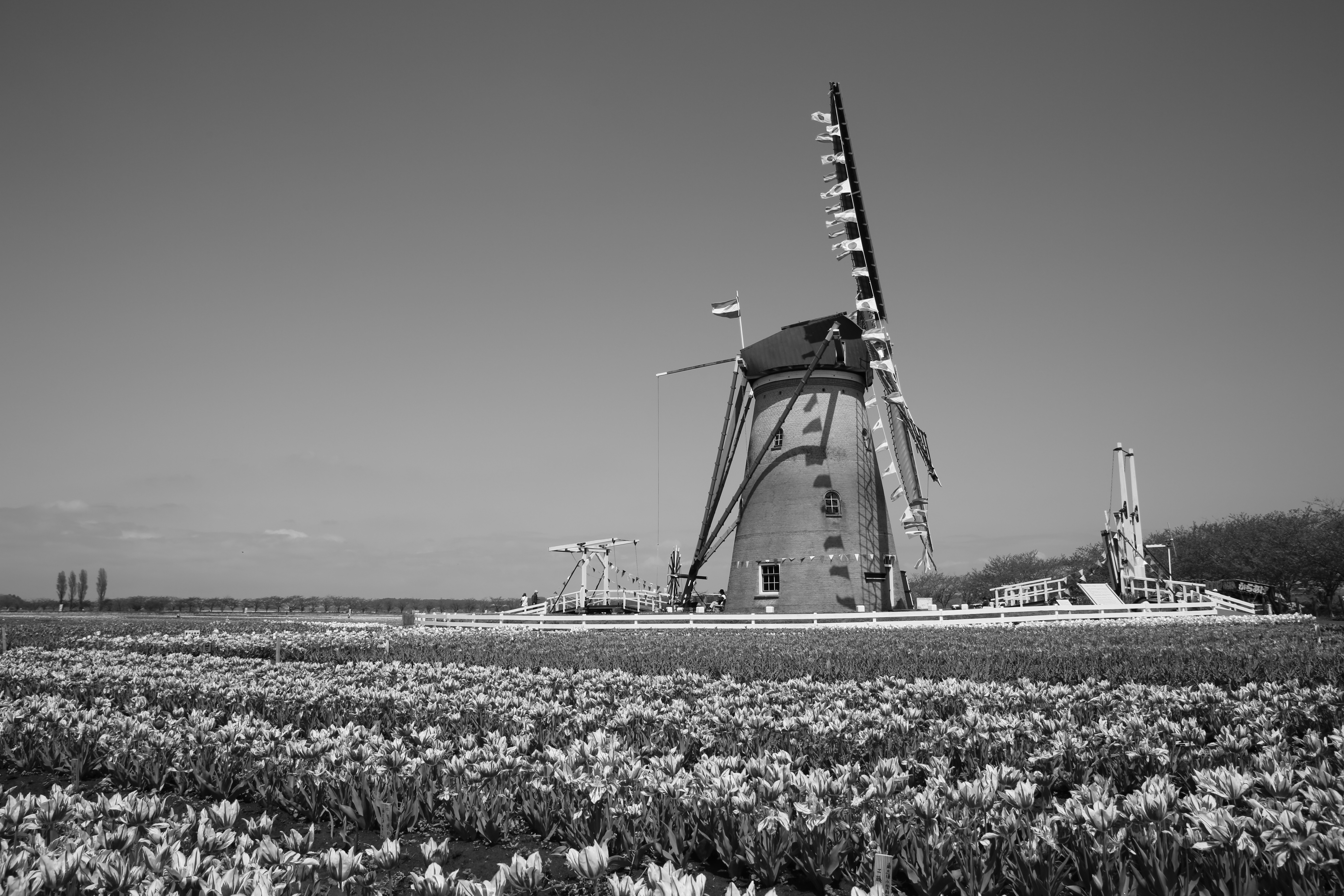 <b>ピクチャースタイル：モノクロ（フィルター効果：オレンジ）</b>