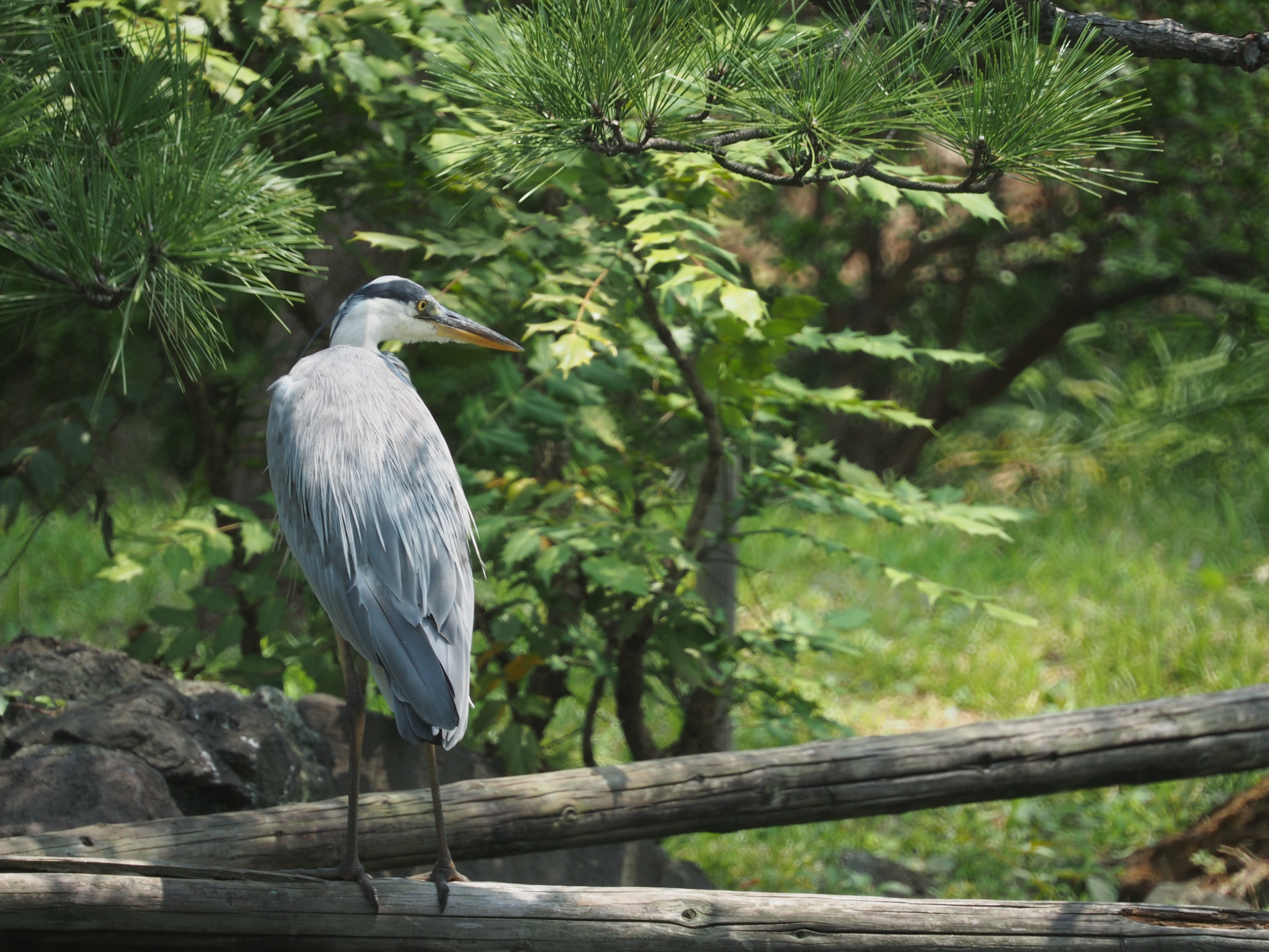 <b>E-M5 / Reflex 300mm F6.3 MF MACRO / 約7.0MB / 4,608×3,456 / 1/320秒 / F6.3 / -0.3EV / ISO500 / WB:オート / 300mm</b>
