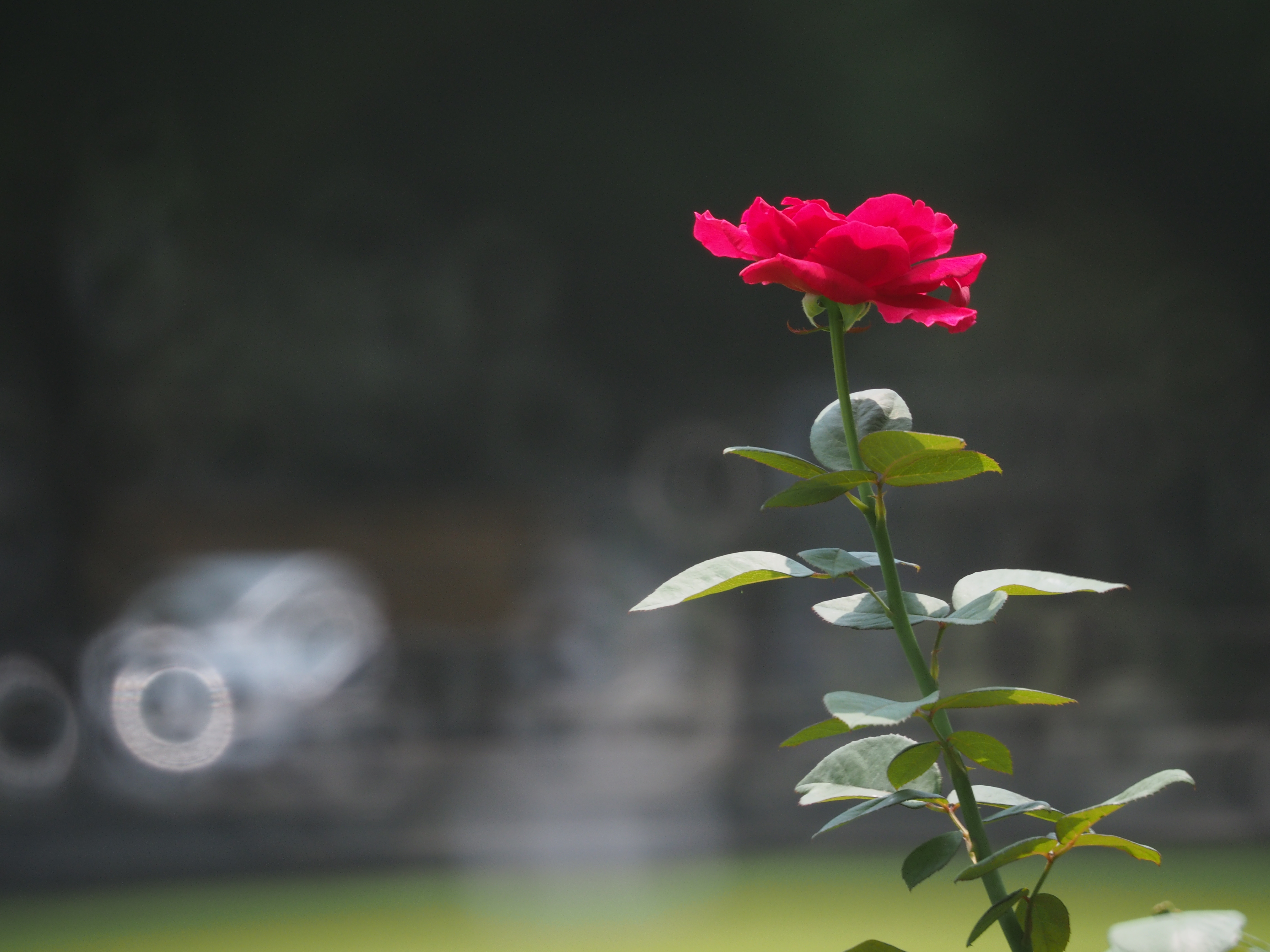 <b>E-M5 / Reflex 300mm F6.3 MF MACRO / 約6.9MB / 4,608×3,456 / 1/250秒 / F6.3 / -1.0EV / ISO320 / WB:オート / 300mm</b>